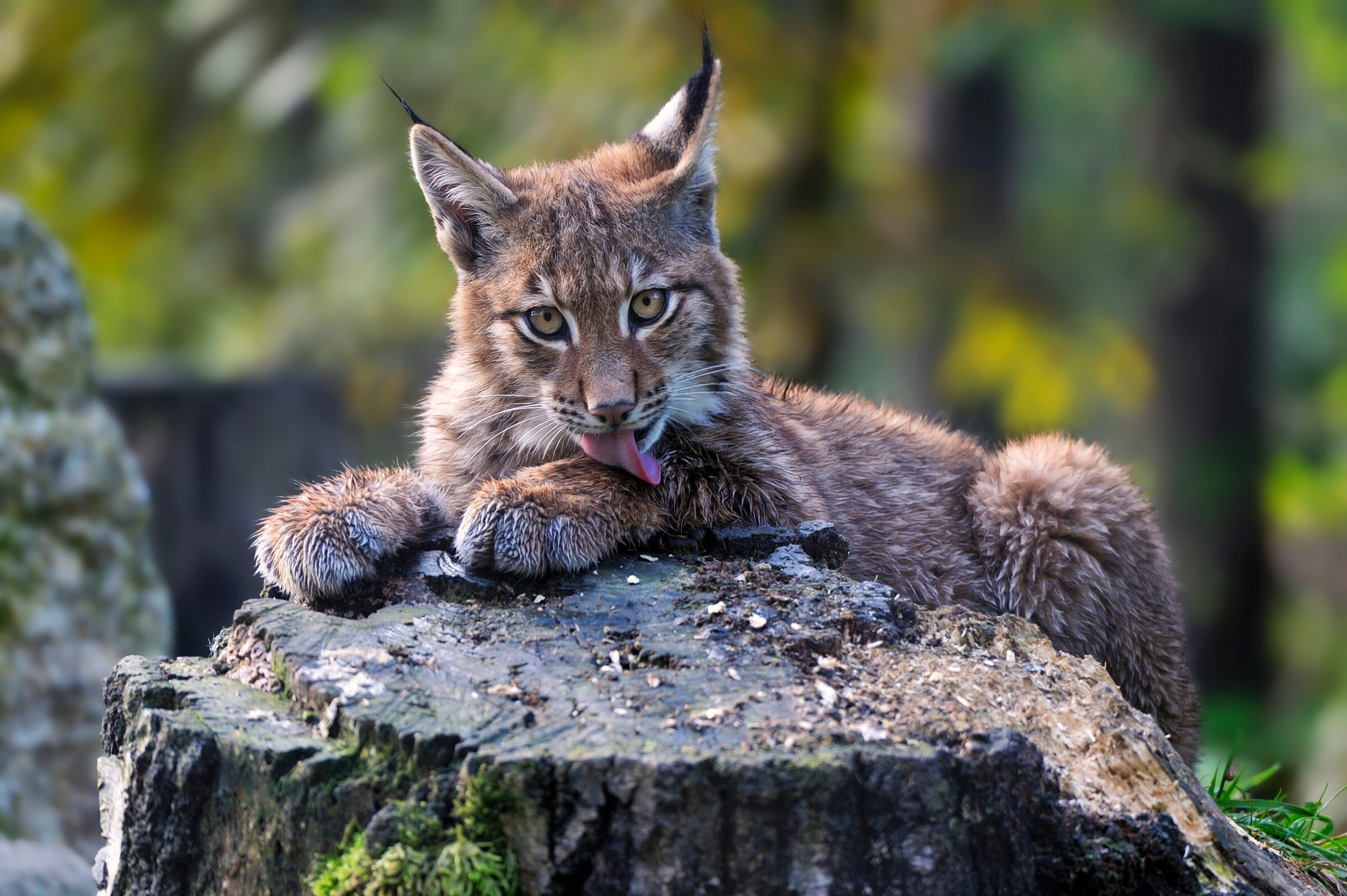 Lynx, Cute baby lynx, Fluffy stump tail, Adorable desktop background, 3200x2130 HD Desktop