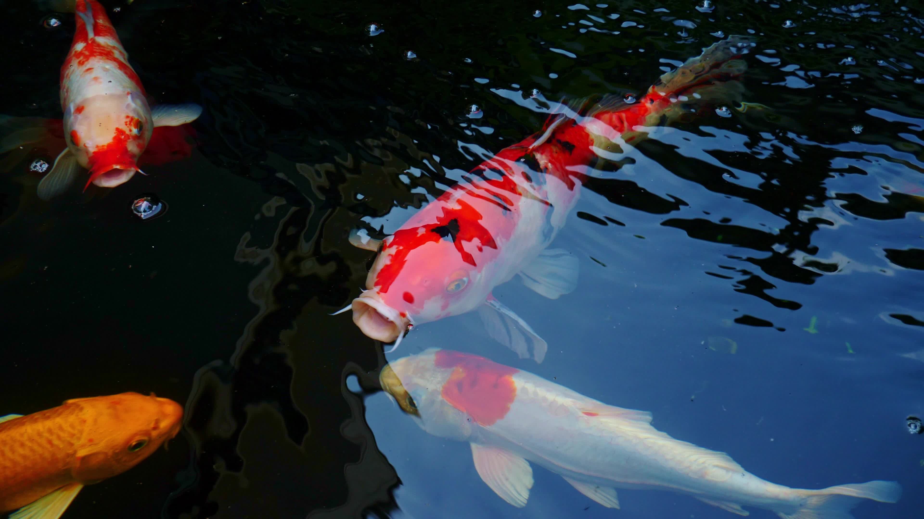 Taming fancy fish, Outdoor koi pond, Asian pet beauty, Relaxation and feng shui, 3840x2160 4K Desktop