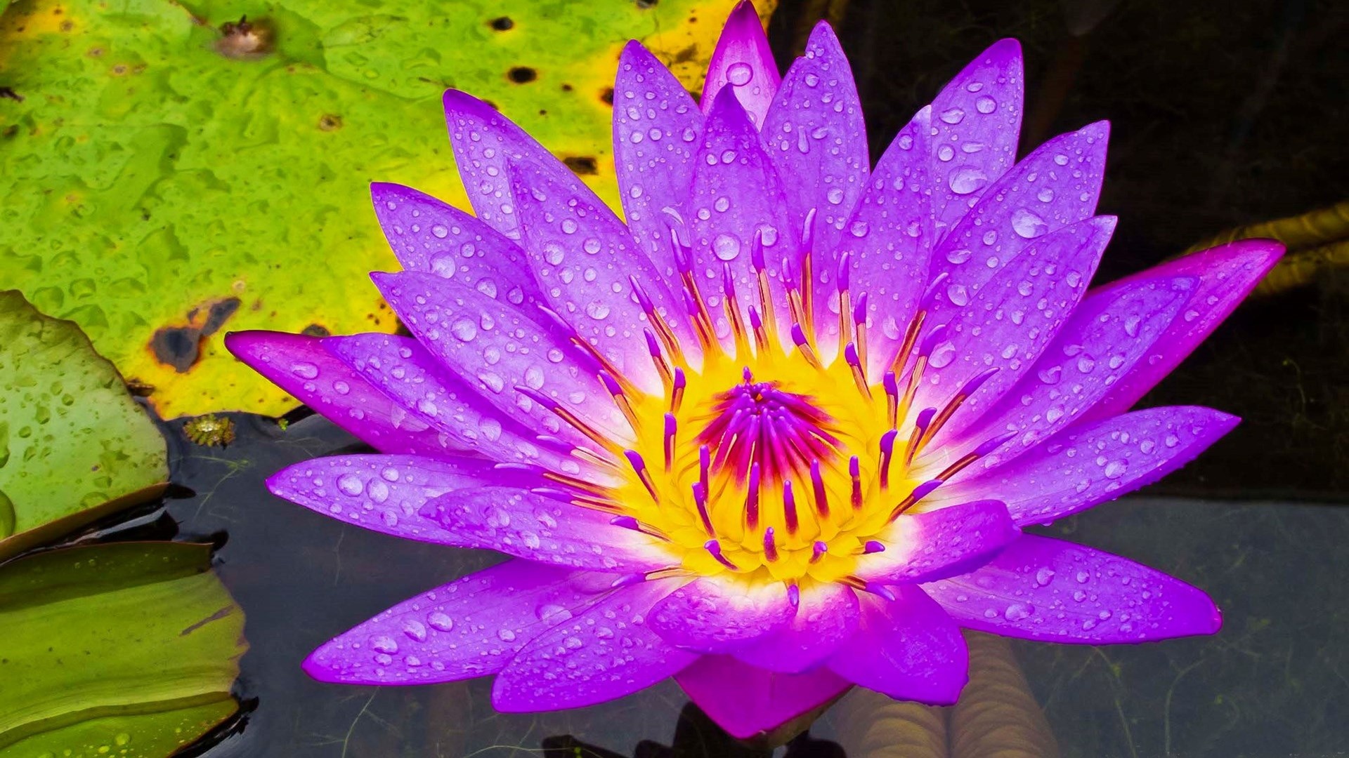Lily Pad, Wallpaper choices, Nature aesthetic, Pond environment, 1920x1080 Full HD Desktop