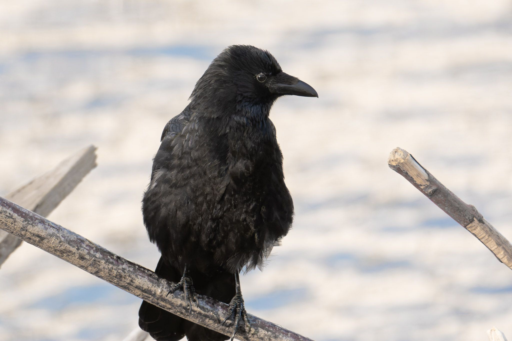 Proud crow, Bird photography, Black bird, 2050x1370 HD Desktop