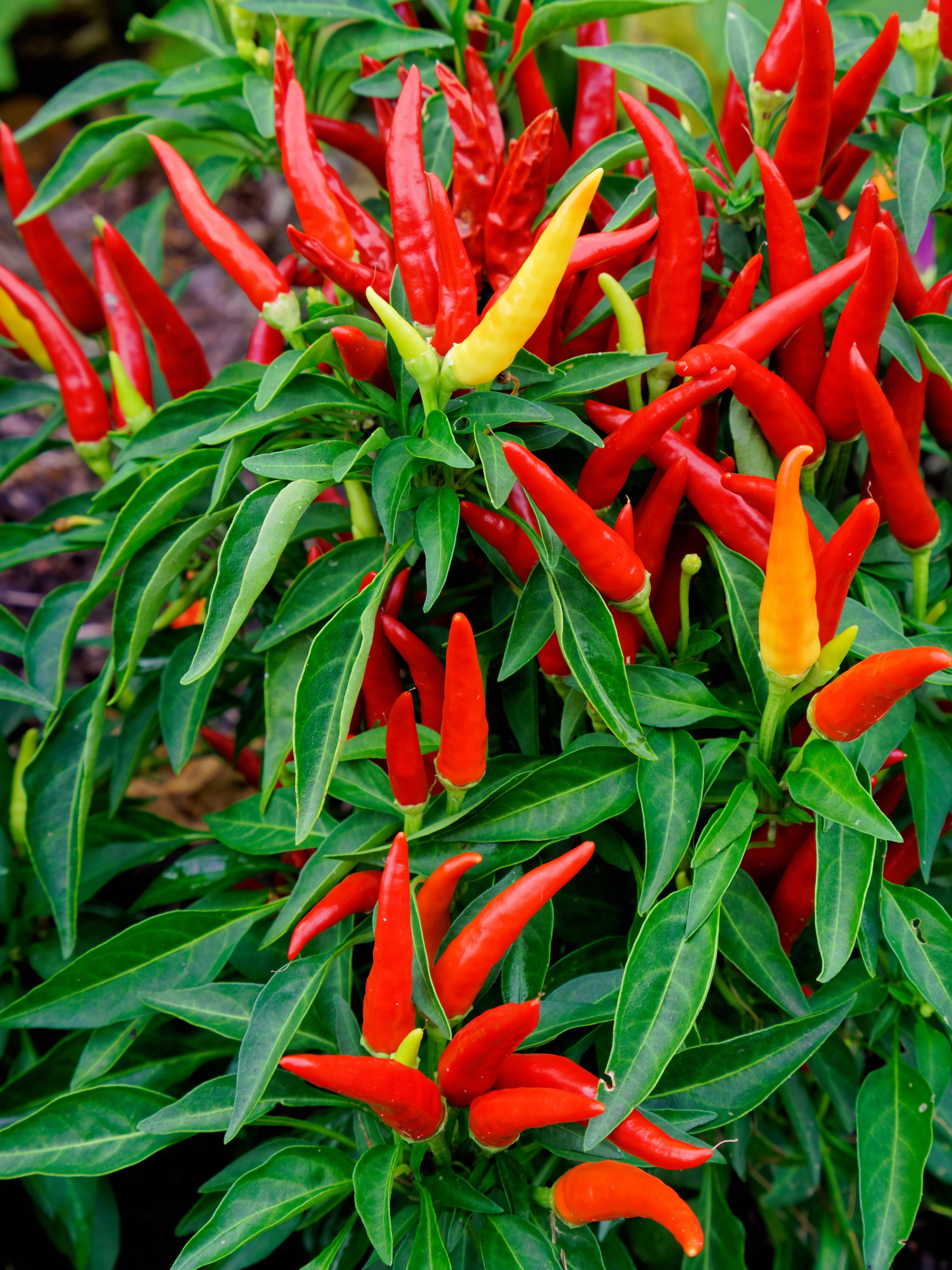 Spicy wallpaper, Chili peppers, Garden bed, HD quality, 2050x2740 HD Phone