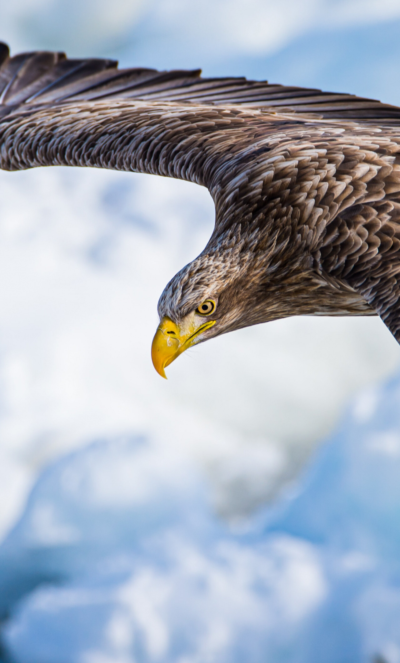 Eagle: One of the most ferocious avian predators. 1280x2120 HD Wallpaper.