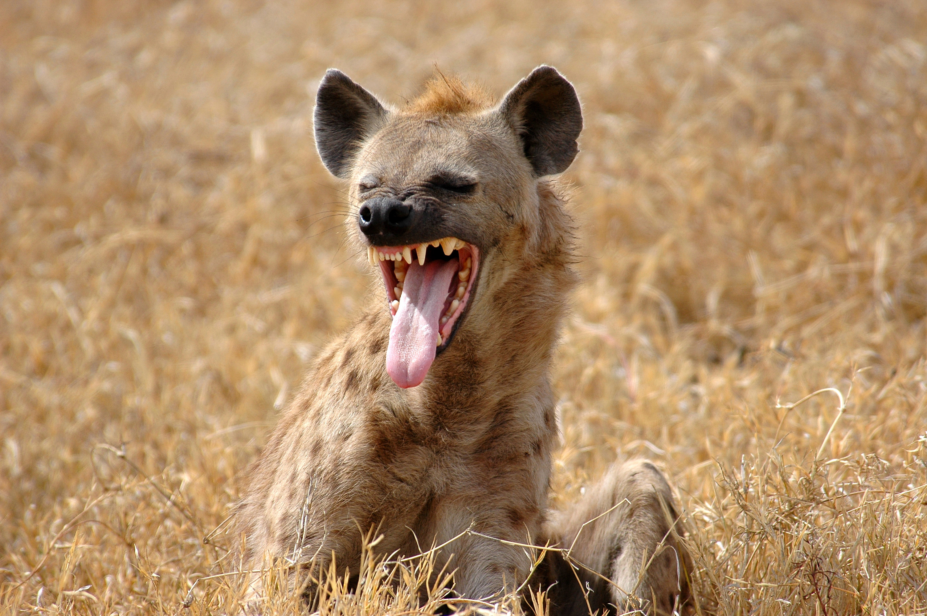 Hyena, Causes Pandemic Alarm, Vets, 3010x2000 HD Desktop