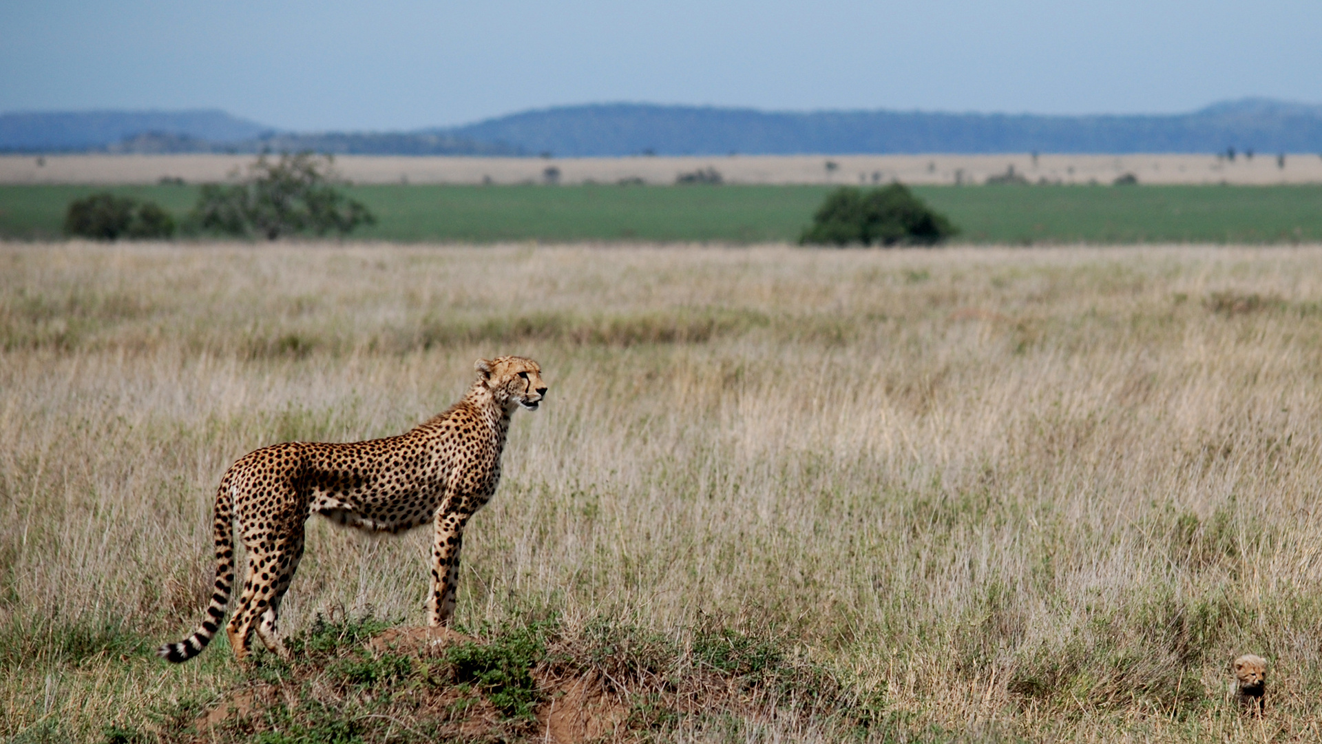 Begeben Sie sich auf eine Serengeti-Safari, 1920x1080 Full HD Desktop