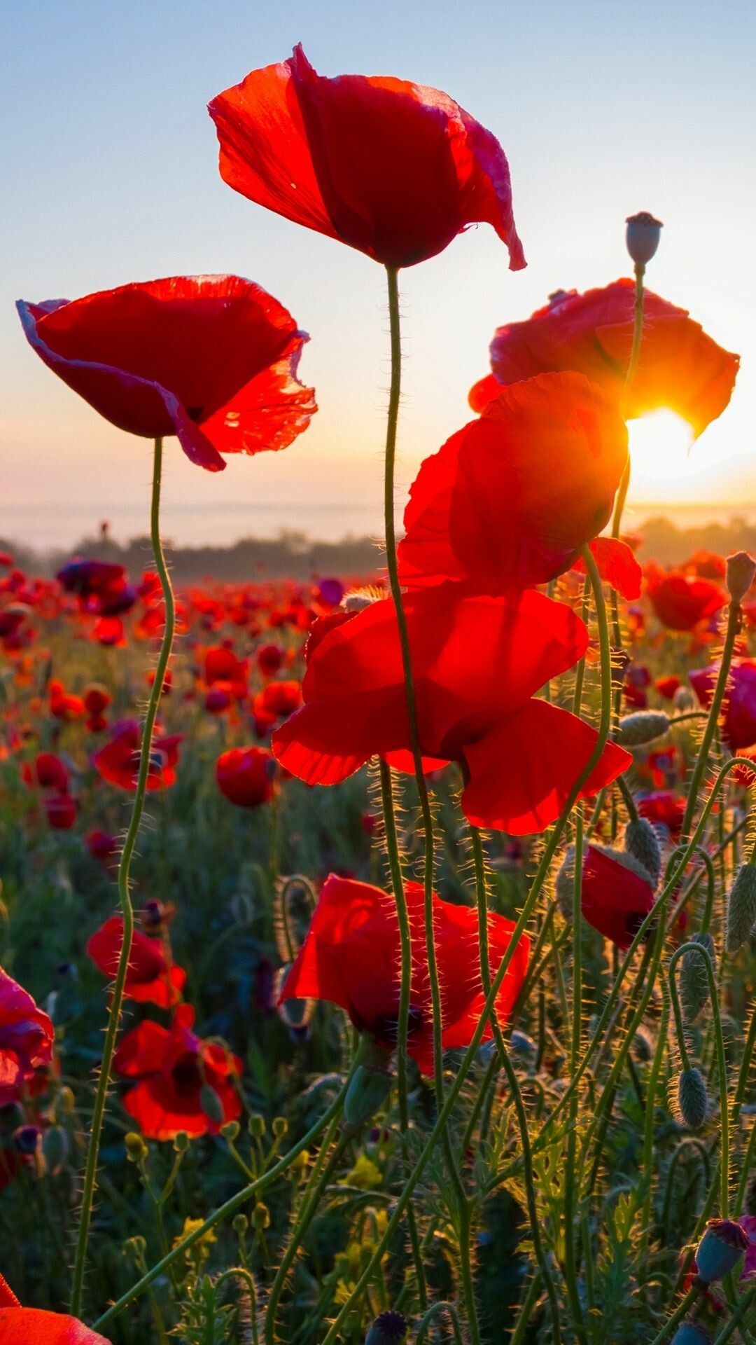 Poppy Flower: An ancient flowering plant that has been long desired by gardeners. 1080x1920 Full HD Wallpaper.
