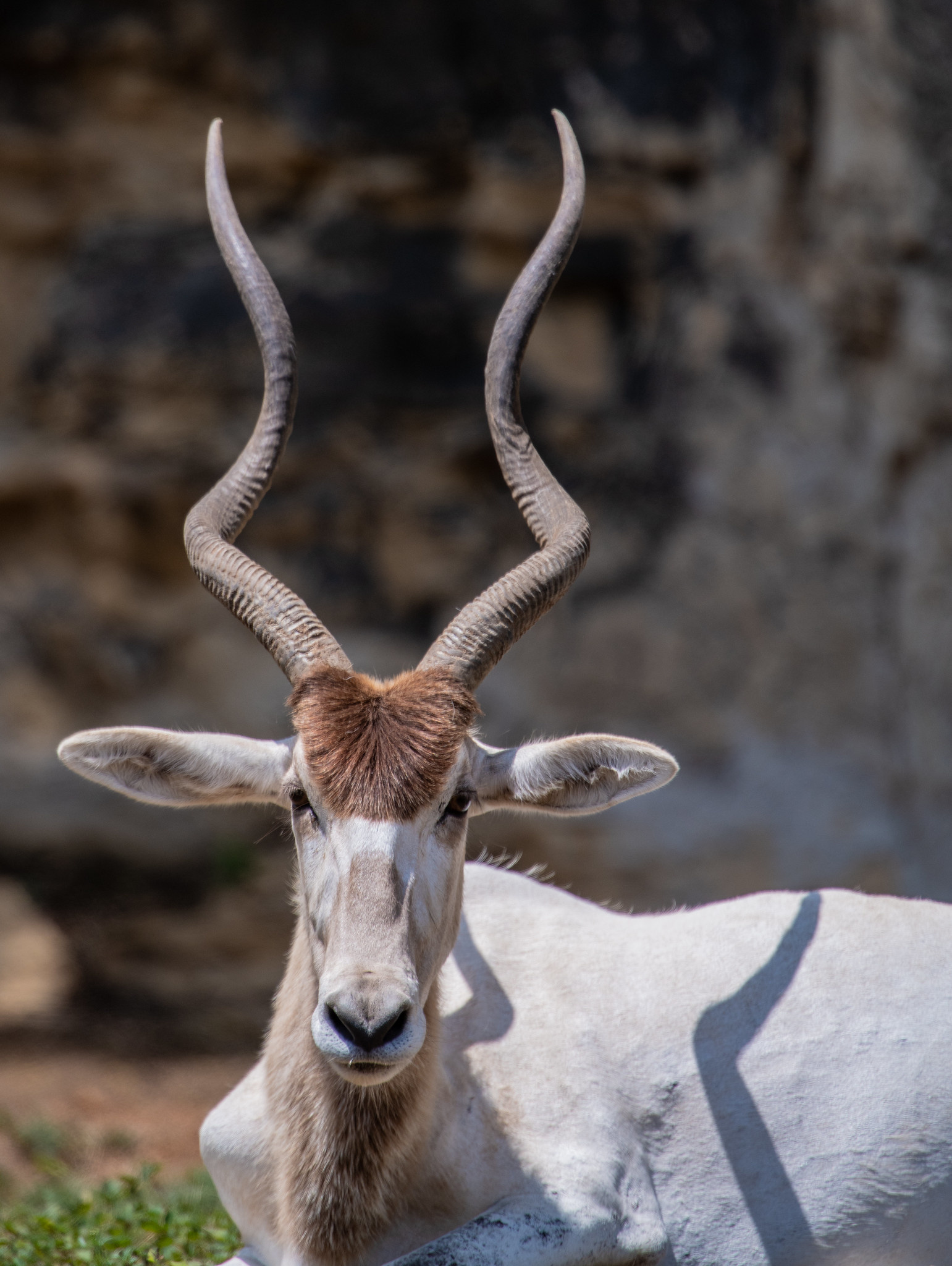 African addax portrait, Screw horned antelope, Nature's uniqueness, African wildlife, 1550x2050 HD Handy
