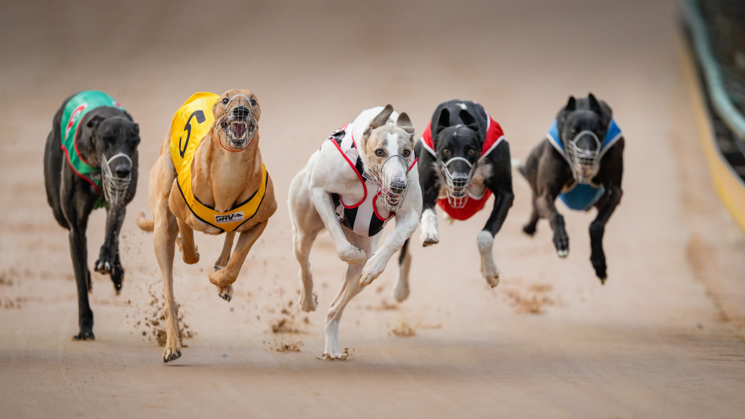 Dog Sports: Race, Essentials, Running Dogs, Muzzles, Collars, Harnesses, Leashes, Pet Supplies. 2560x1440 HD Wallpaper.
