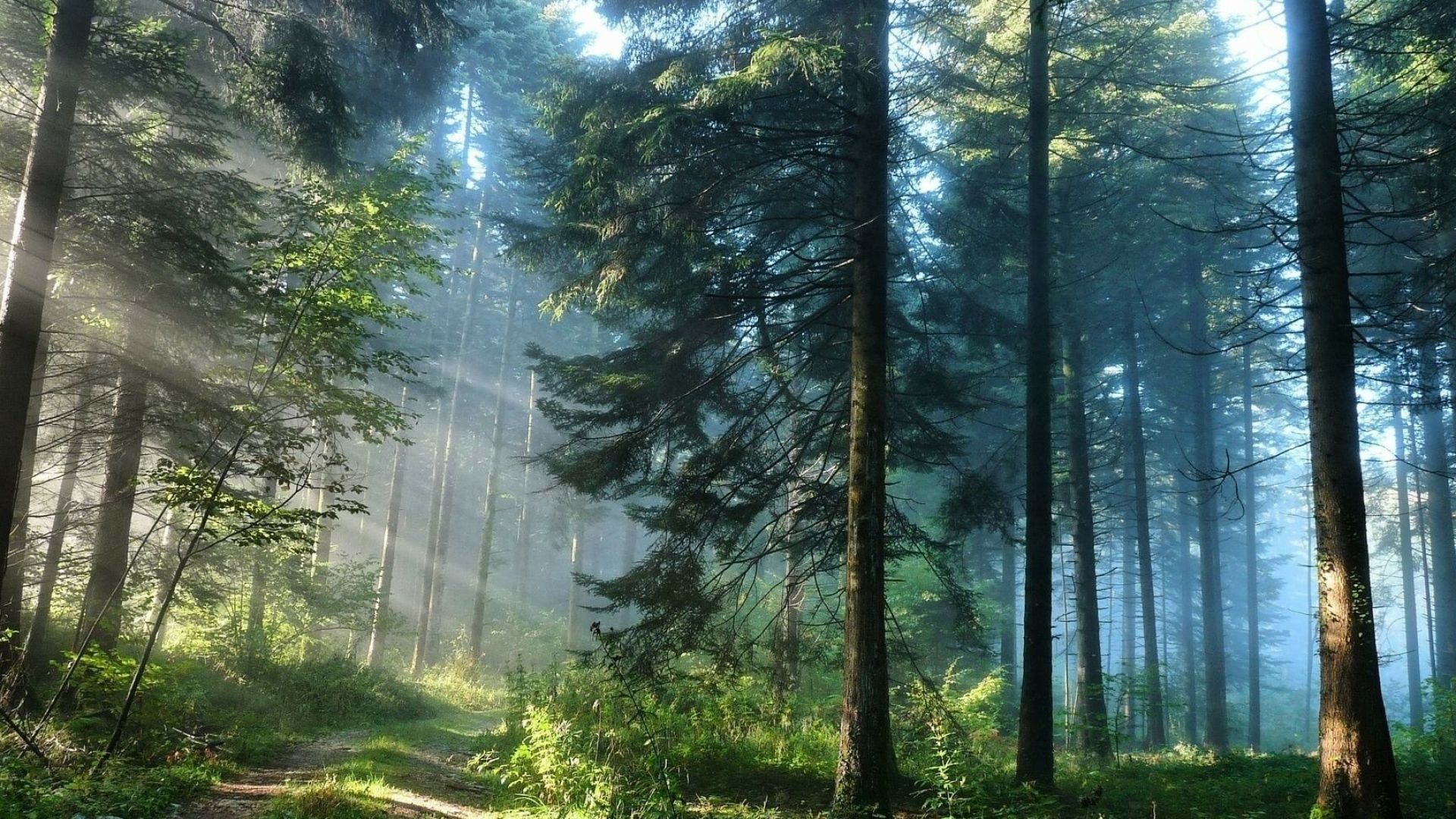 Forest: A complex ecological system in which trees are the dominant life-form. 1920x1080 Full HD Wallpaper.