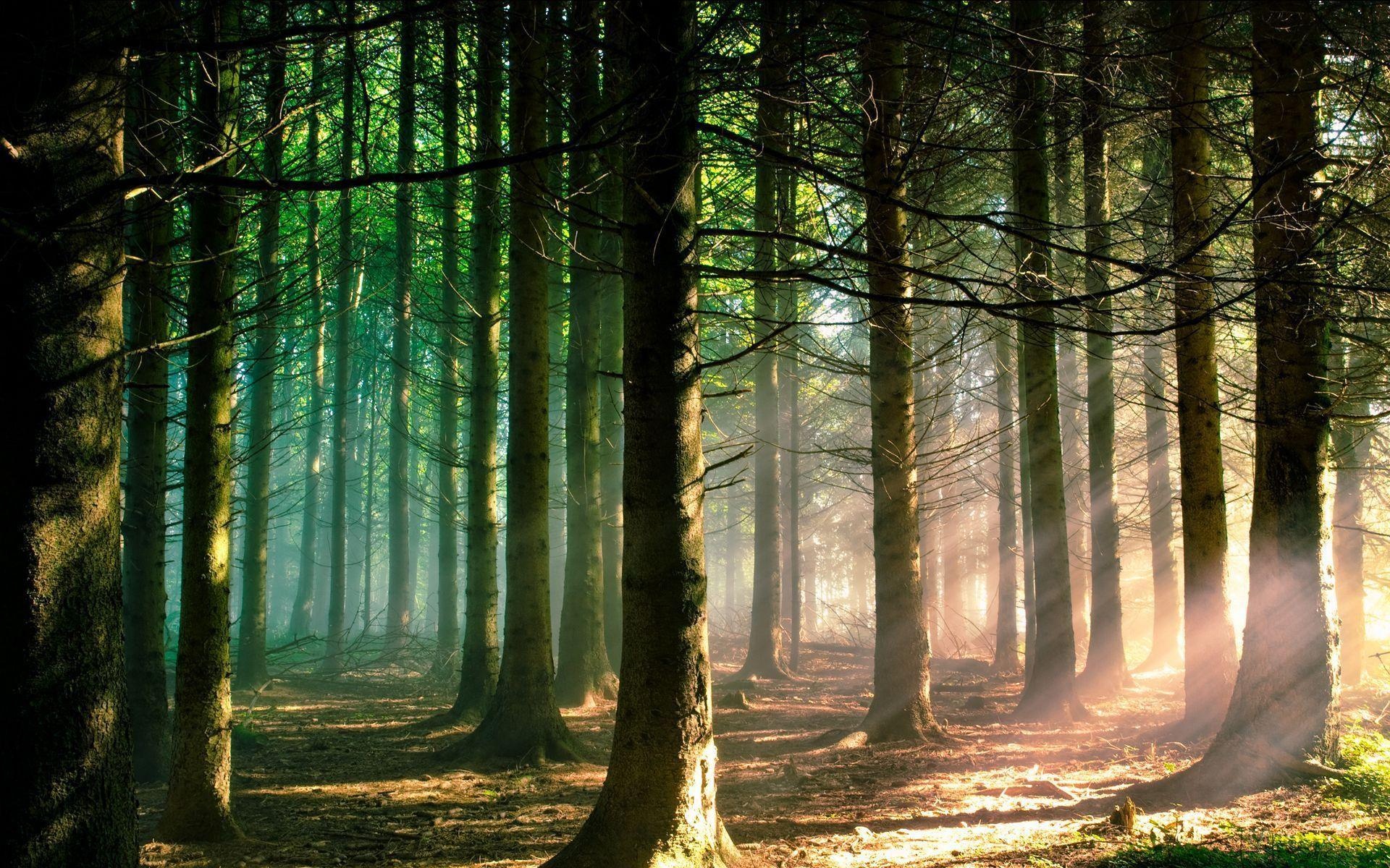 Beautiful pine trees, Serene nature, Refreshing landscape, Tranquil scenery, 1920x1200 HD Desktop