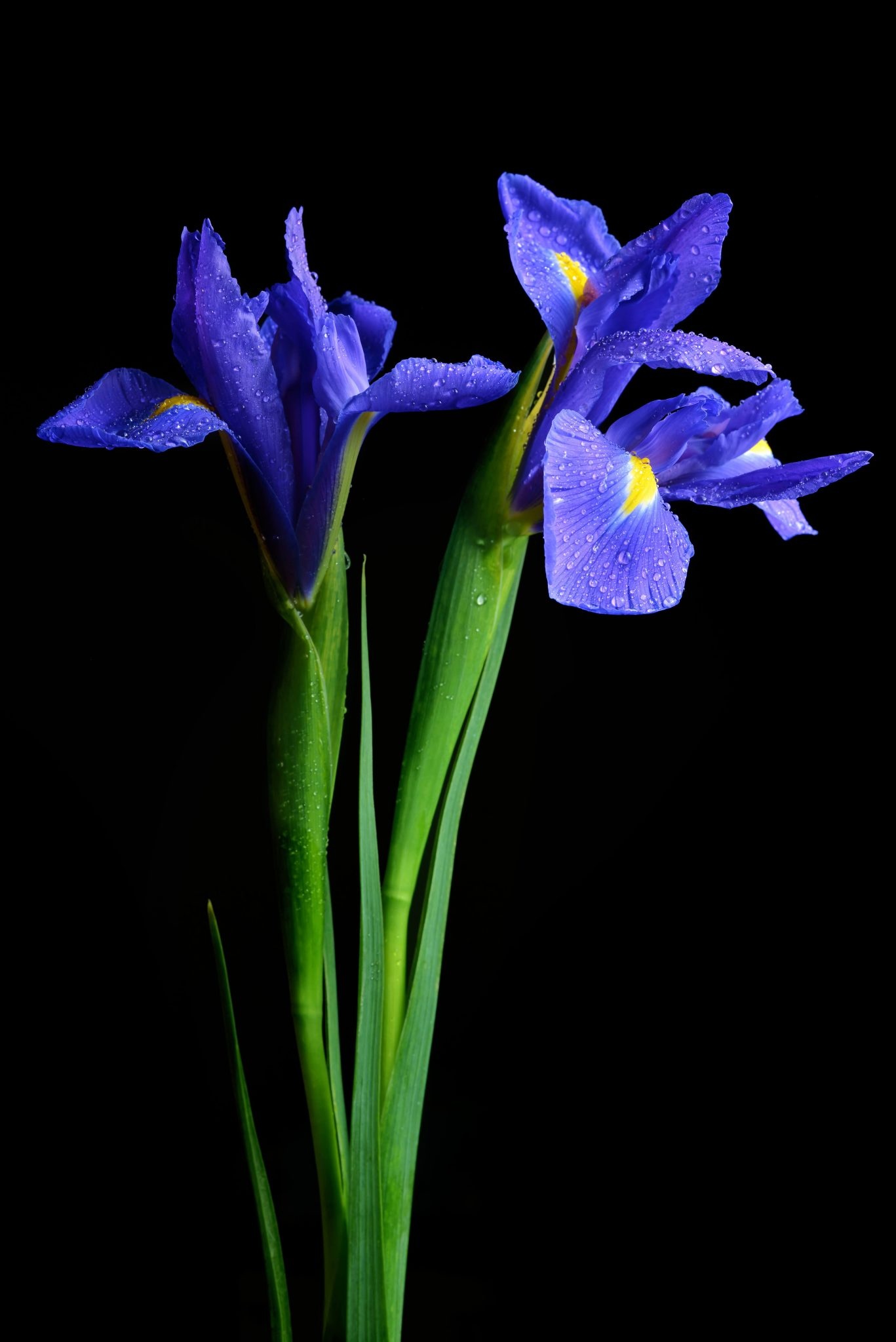 Iris, Iris flowers, Lovely, Nature, 1370x2050 HD Phone