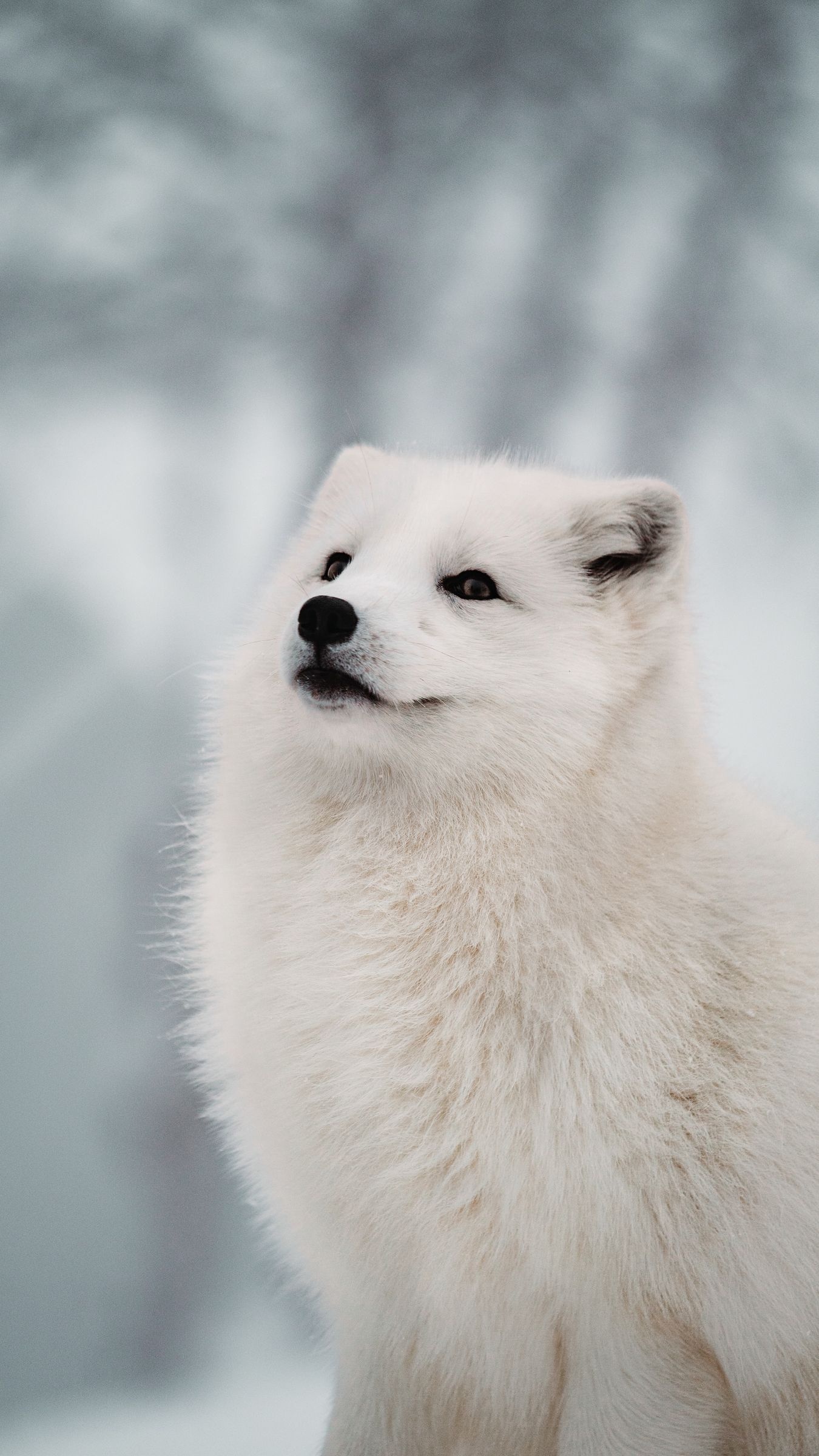Arctic fox, 4K wallpapers, HD backgrounds, Stunning visuals, 1350x2400 HD Phone