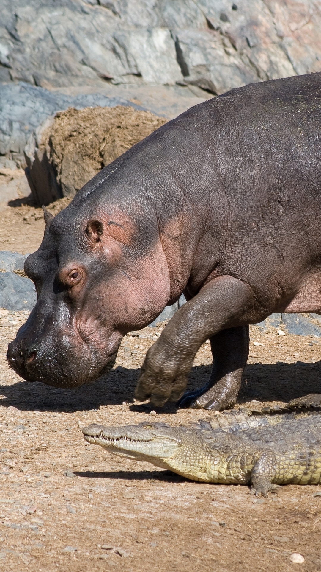 Hippopotamus, Iconic creatures, African wildlife, Striking visuals, 1080x1920 Full HD Phone