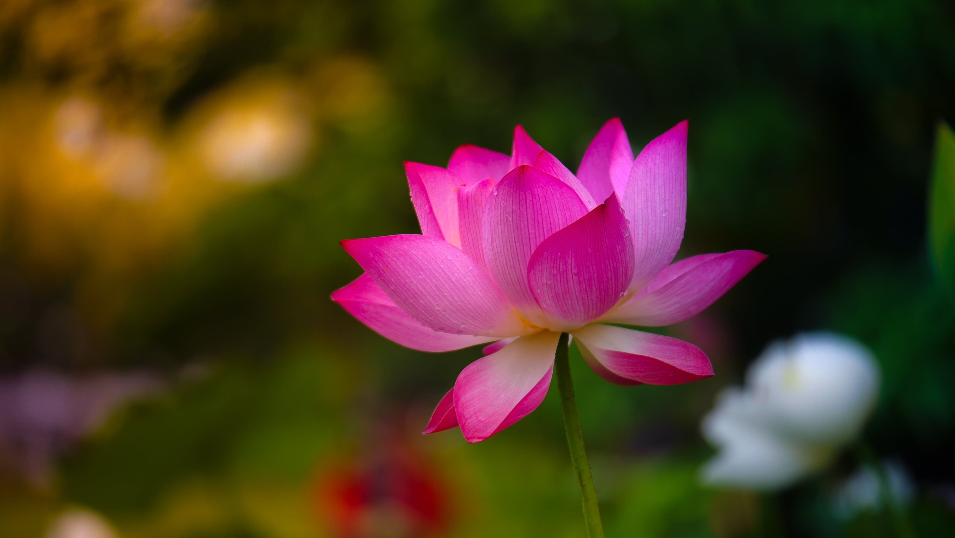 Pink lotus flower, Serenity in nature, Exquisite water lily, Vibrant pink color, 3270x1840 HD Desktop