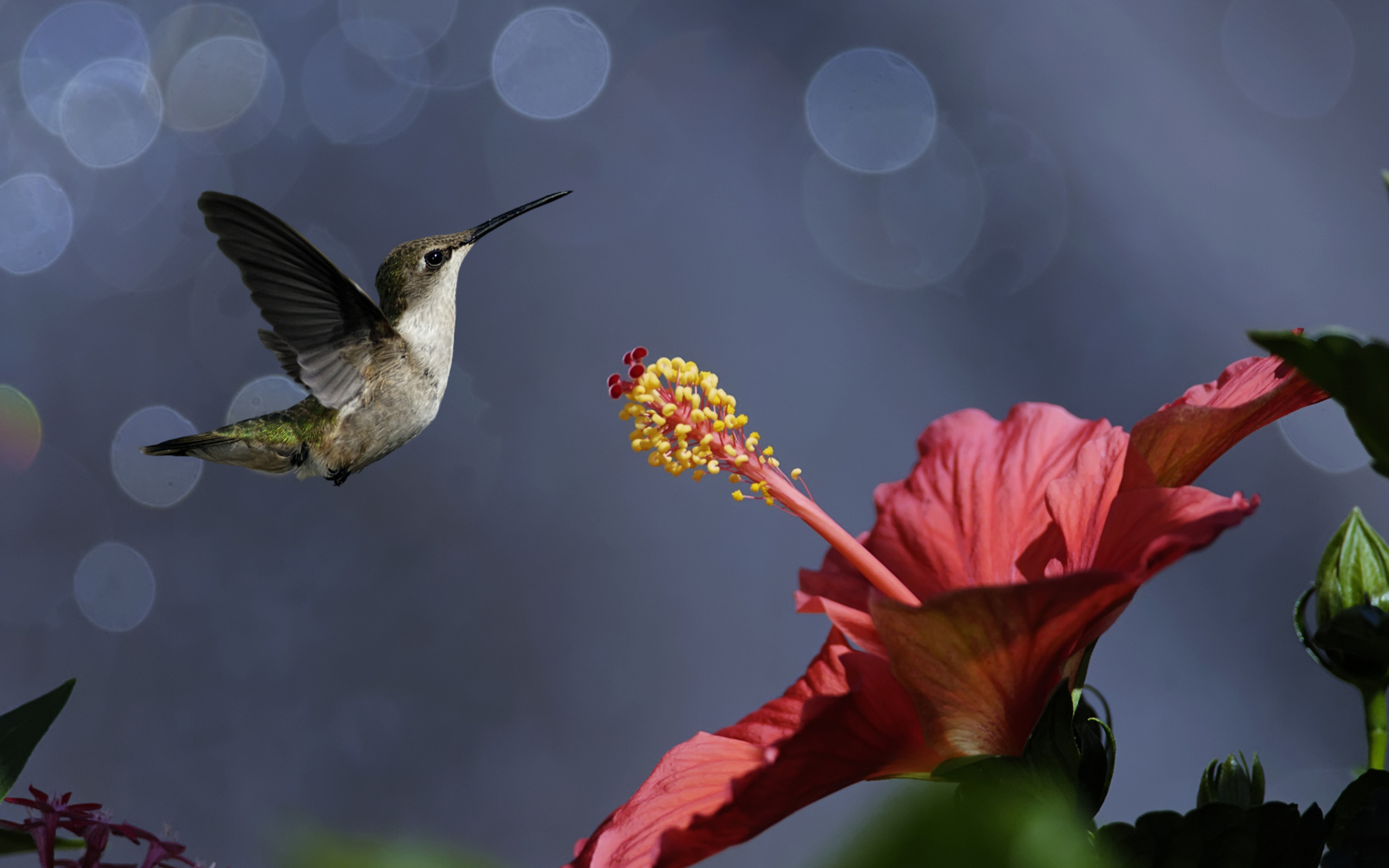 Bird and flower, Hummingbird delight, Bokeh beauty, Nature's harmony, 2560x1600 HD Desktop