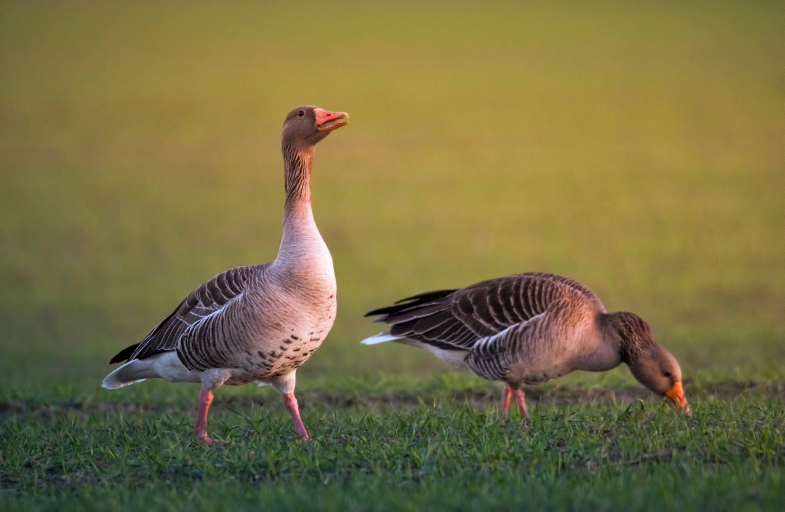 Greylag Goose, HD wallpapers, Detailed feathers, Baltana collection, 2500x1630 HD Desktop