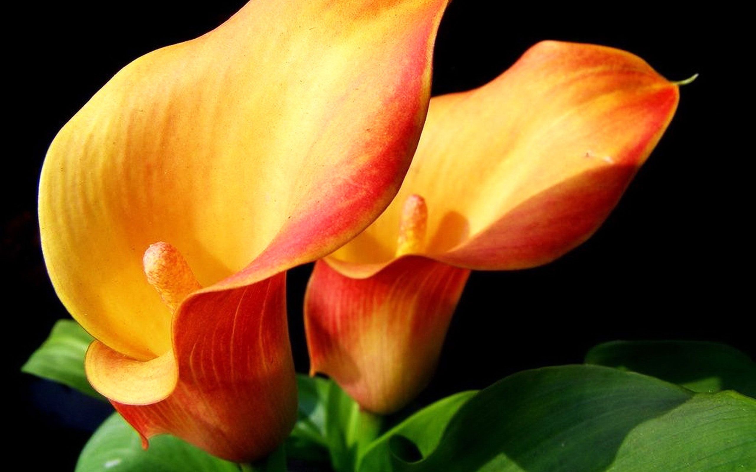 Calla Lily: A plant, native to Southern Africa from South Africa north to Malawi. 2560x1600 HD Background.