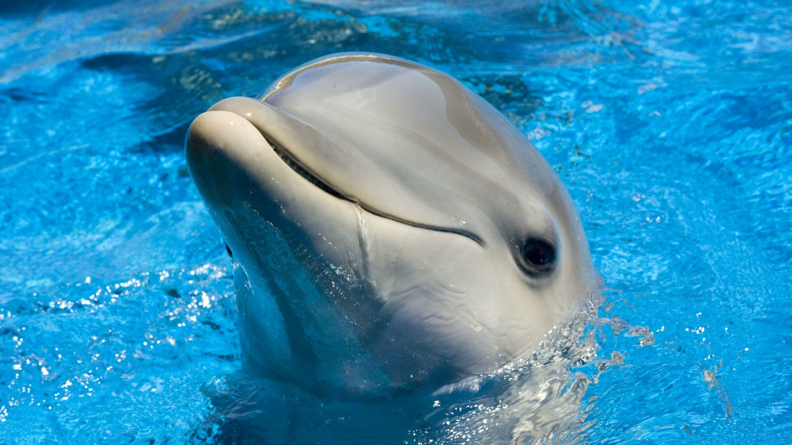 Dolphin: Depicted in various cultures worldwide, Aquatic mammal. 2560x1440 HD Wallpaper.