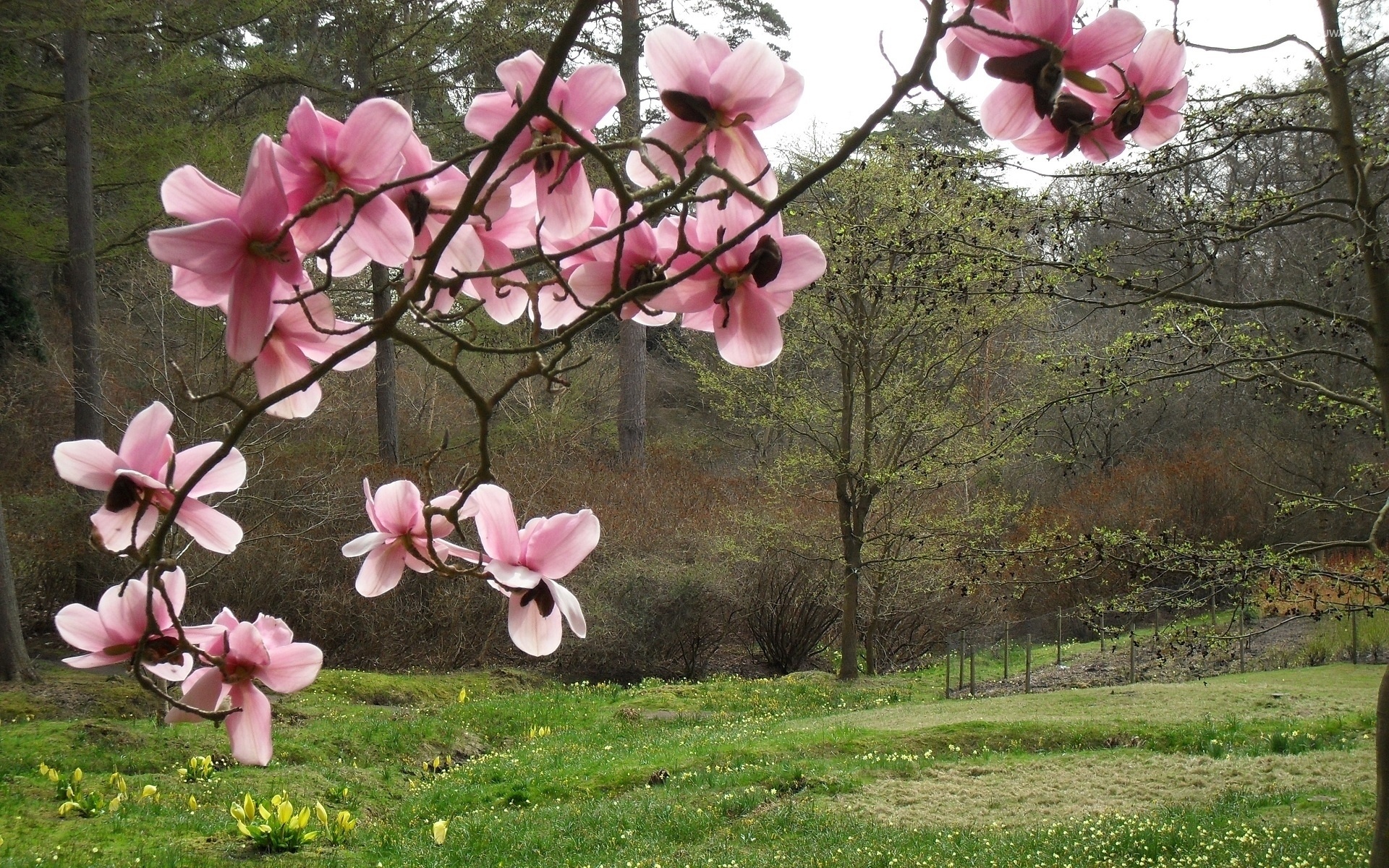 Magnolia wallpaper, Flower's charm, Floral paradise, Elegant blossoms, 1920x1200 HD Desktop