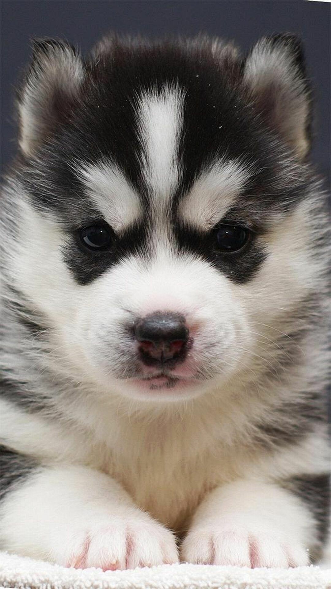 Siberian Husky: The breed of dogs, originated in Northeast Asia. 1080x1920 Full HD Background.