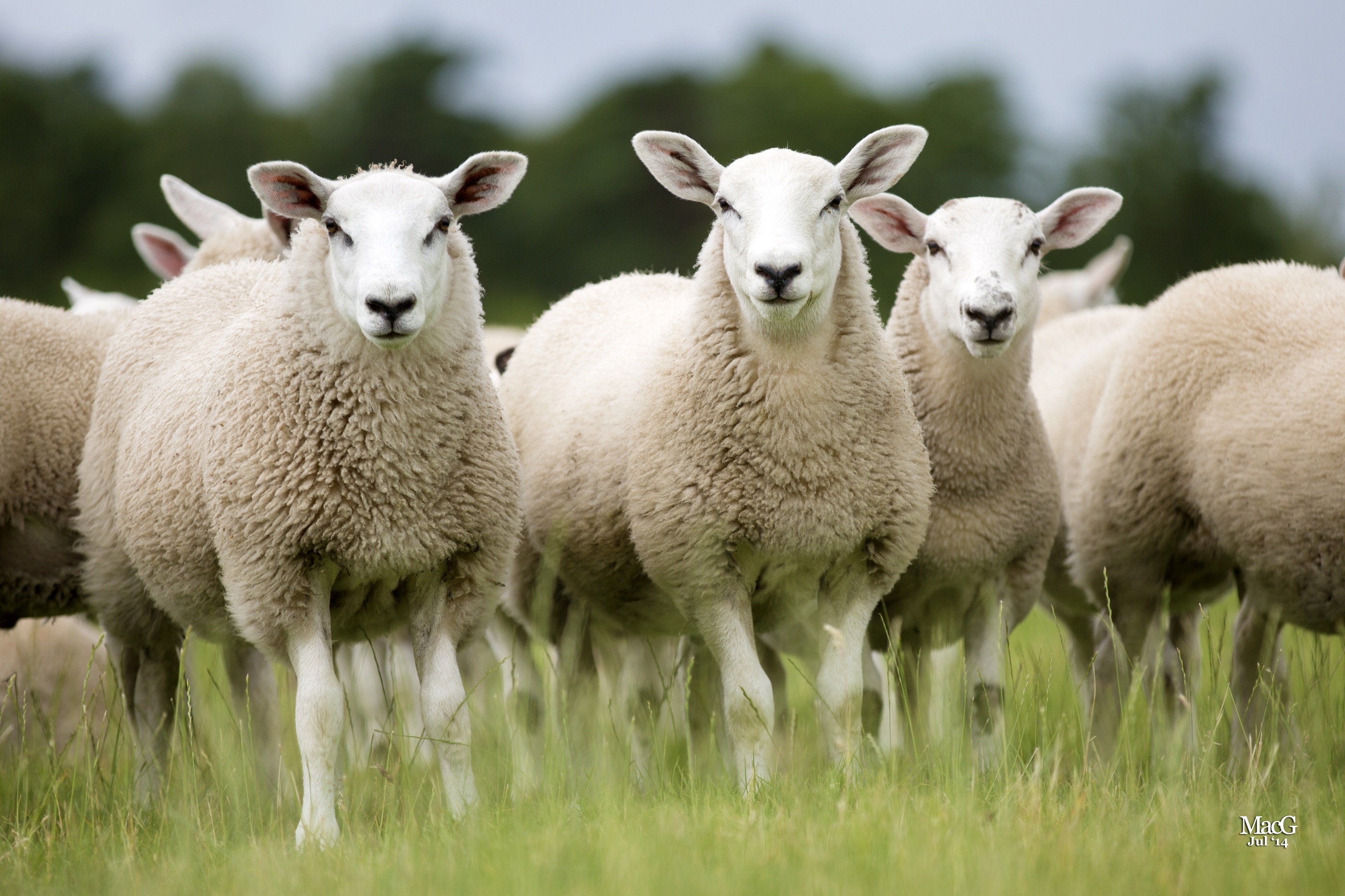 Green sheep breed, Eco-friendly lambs, Sustainable farming, Environmental consciousness, 2800x1870 HD Desktop