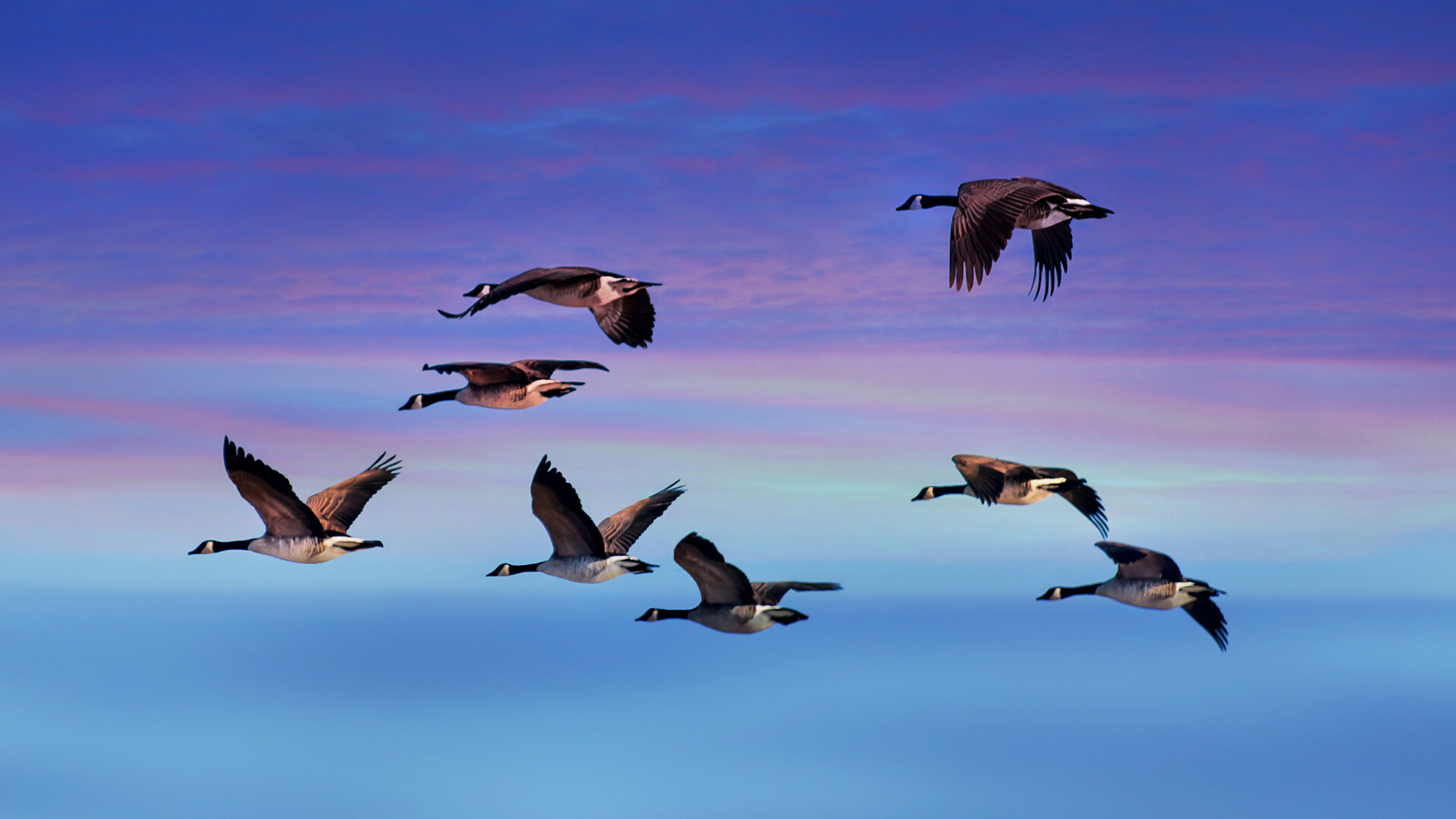 Geese: A large water bird similar to a duck but larger, The male bird is called a gander. 1920x1080 Full HD Wallpaper.