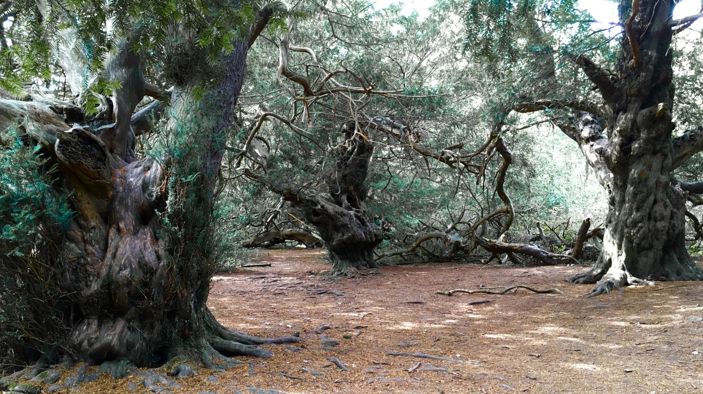 Ancient yew trees, Kingley Vale Sussex, Herbidacious, 2400x1350 HD Desktop