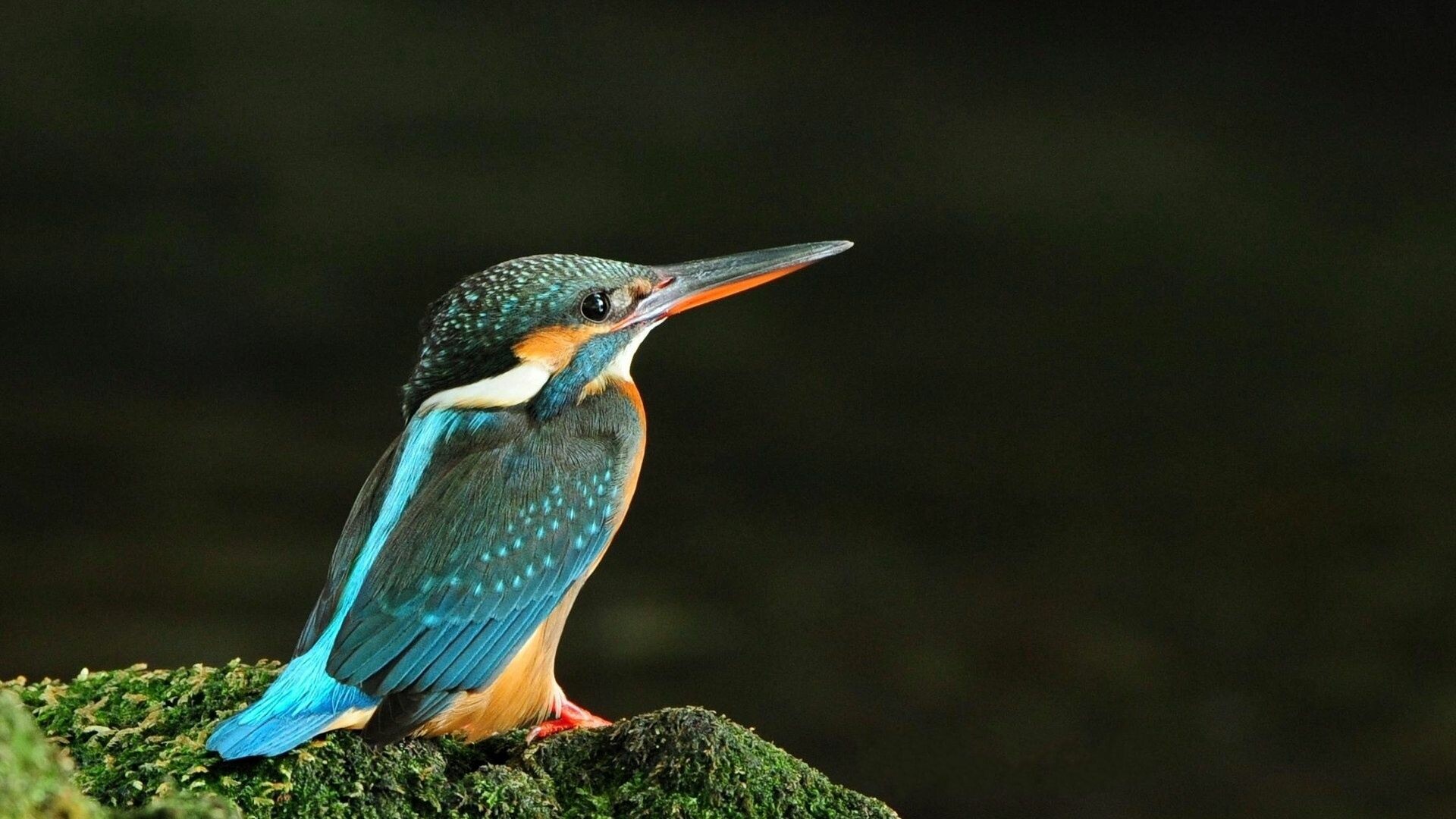 Bird: Common kingfisher, Feeds mainly on fish, caught by diving. 1920x1080 Full HD Wallpaper.