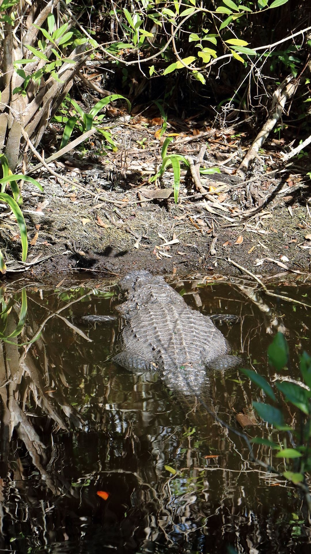 Landschaftliche iPhone-Hintergründe des Everglades-Nationalparks, 1080x1920 Full HD Handy