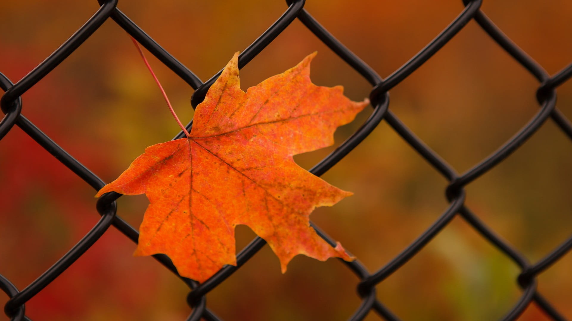 Orange maple leaf, Nature's brilliance, Up-close beauty, Vibrant hue, 1920x1080 Full HD Desktop