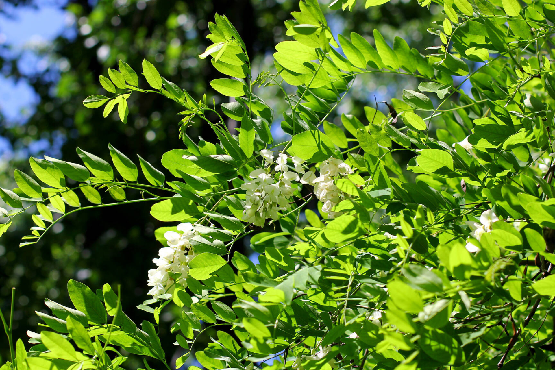 Blossoming acacia, Tree image, Free pictures, Creative commons license, 1920x1280 HD Desktop