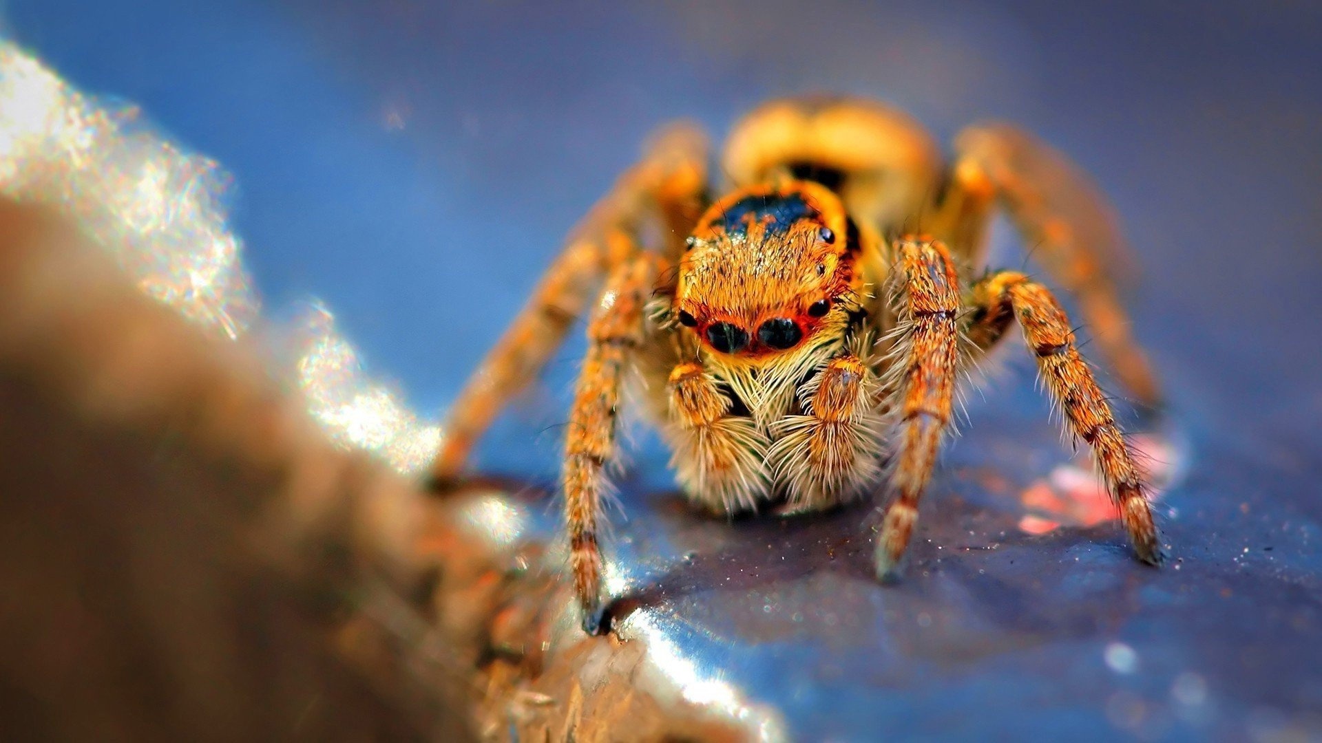 Spider, Jumping spider, Striking wallpapers, Incredible agility, 1920x1080 Full HD Desktop