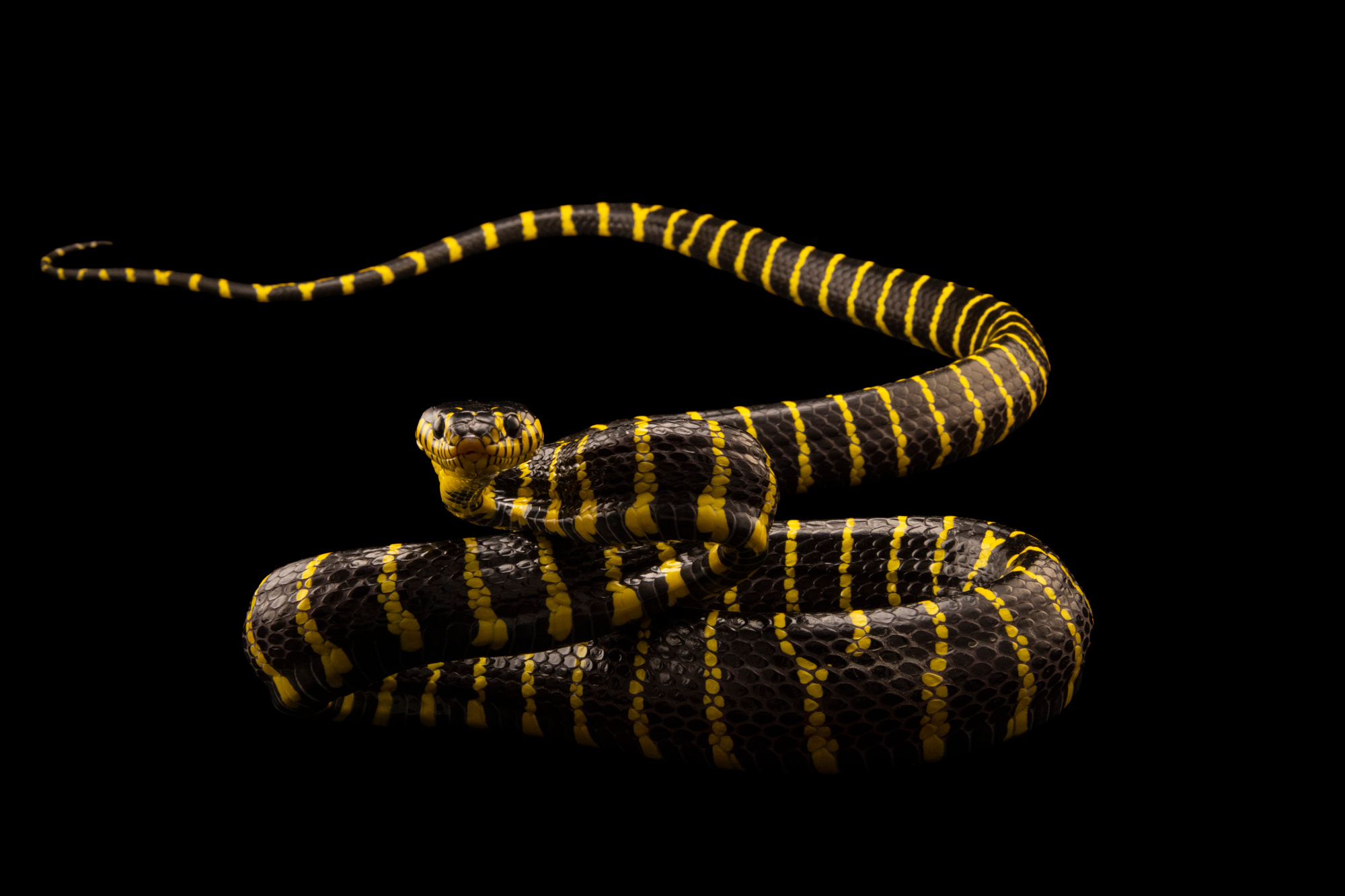 Boiga snake, Captivating eyes, Joel Sartore, Stunning photography, 2000x1340 HD Desktop