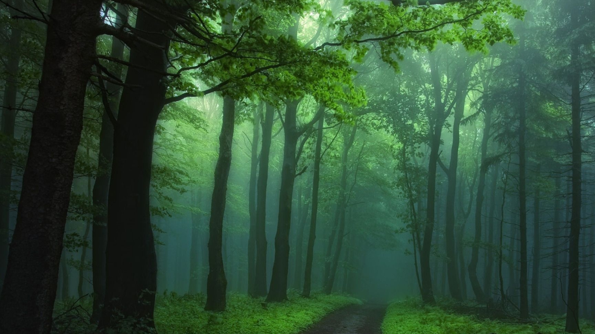 Haunted Forest, Foggy woodland, Green scenery, Nature wallpapers, 1920x1080 Full HD Desktop