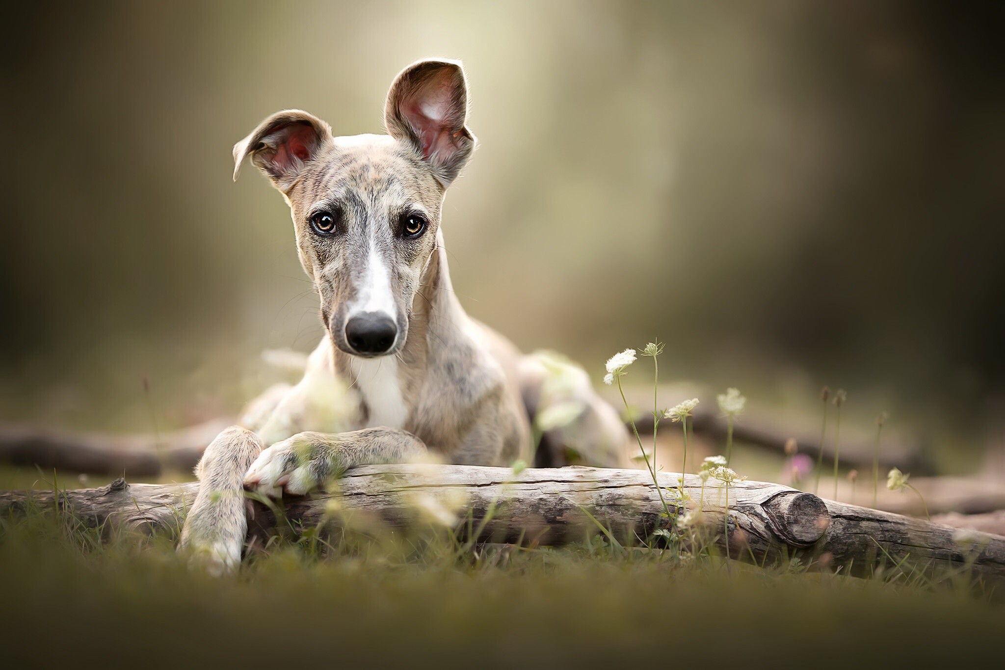 Whippet Dog: They are generally gentle dogs and are often content to spend much of the day resting, Pet. 2050x1370 HD Background.