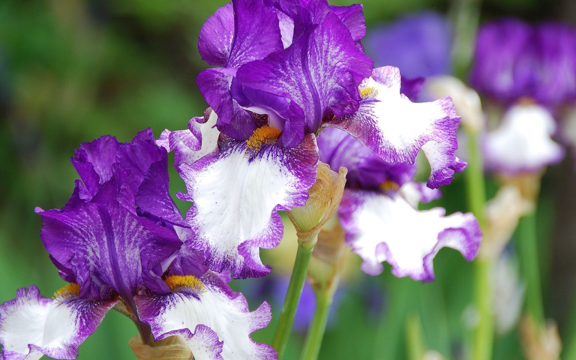 Artistic iris wallpapers, Floral elegance, Nature's masterpiece, Delicate blooms, 1920x1200 HD Desktop
