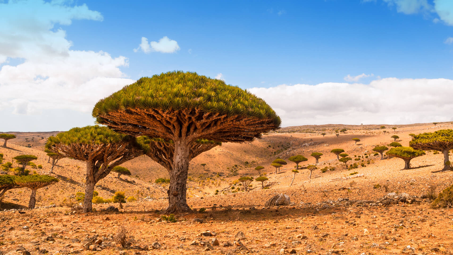 Dicksam Plateau, Socotra Island, Yemen, Desert landscape, 1920x1080 Full HD Desktop