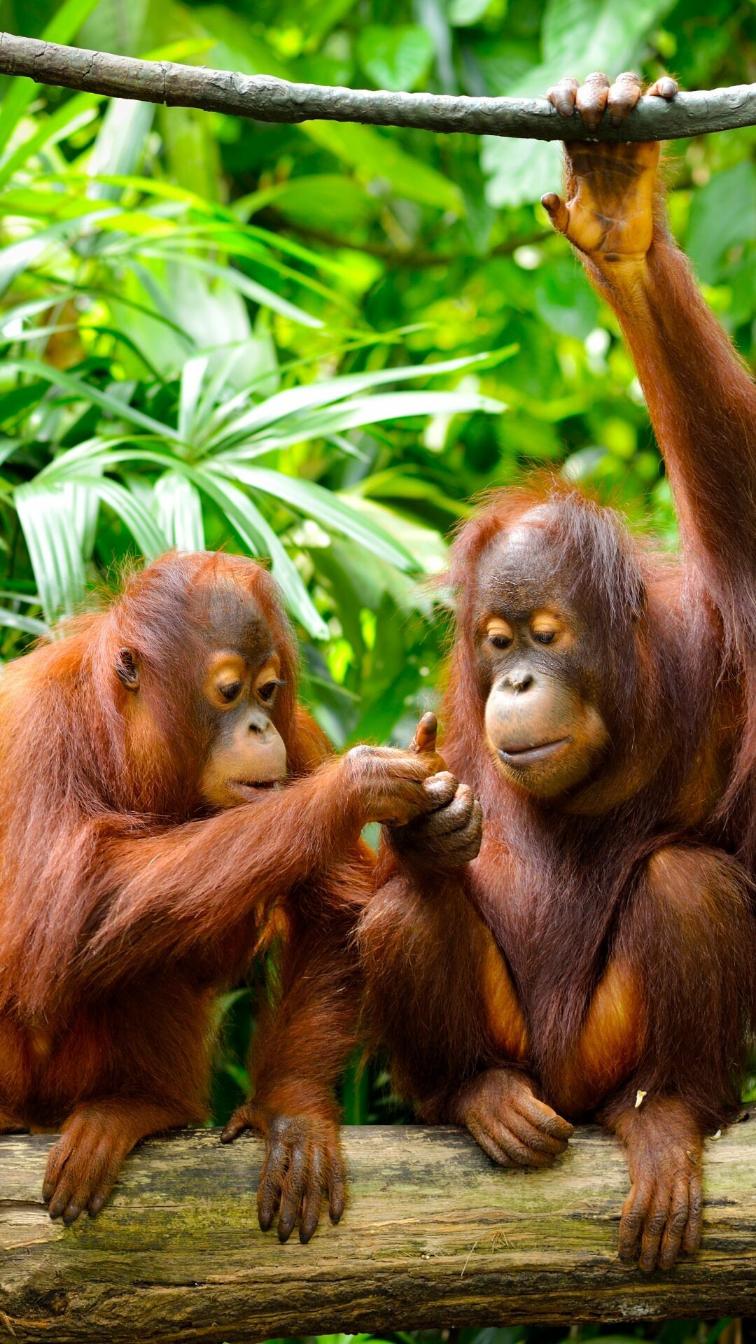 Ape: Orangutans are among the rarest primates on Earth. 1080x1920 Full HD Background.