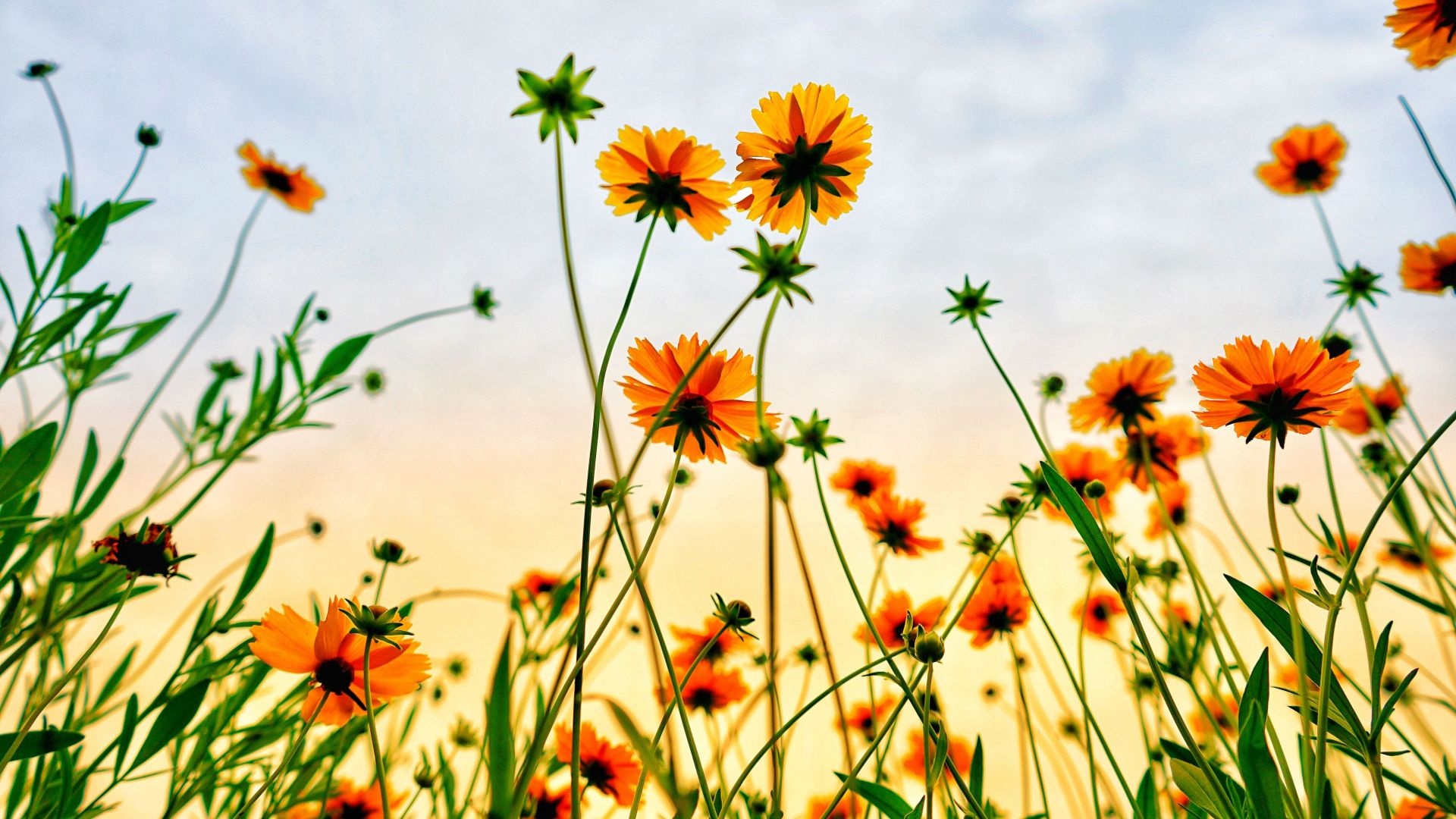 Flower Field: Cosmos, Blooming from the summer through fall, Herbs, Vegetation. 1920x1080 Full HD Wallpaper.