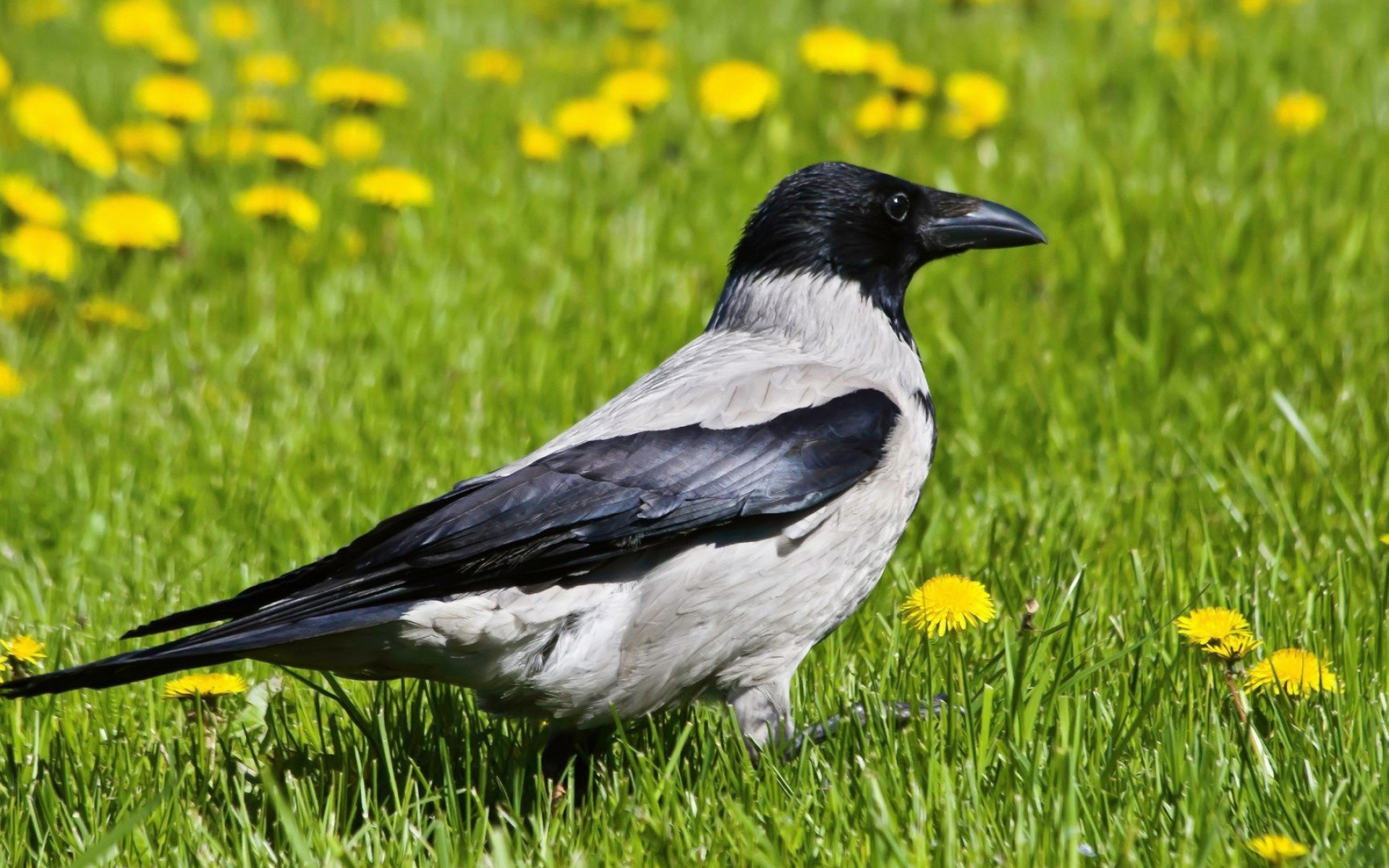 Hooded crow, Stunning bird, Nature's beauty, Avian wonder, 1920x1200 HD Desktop