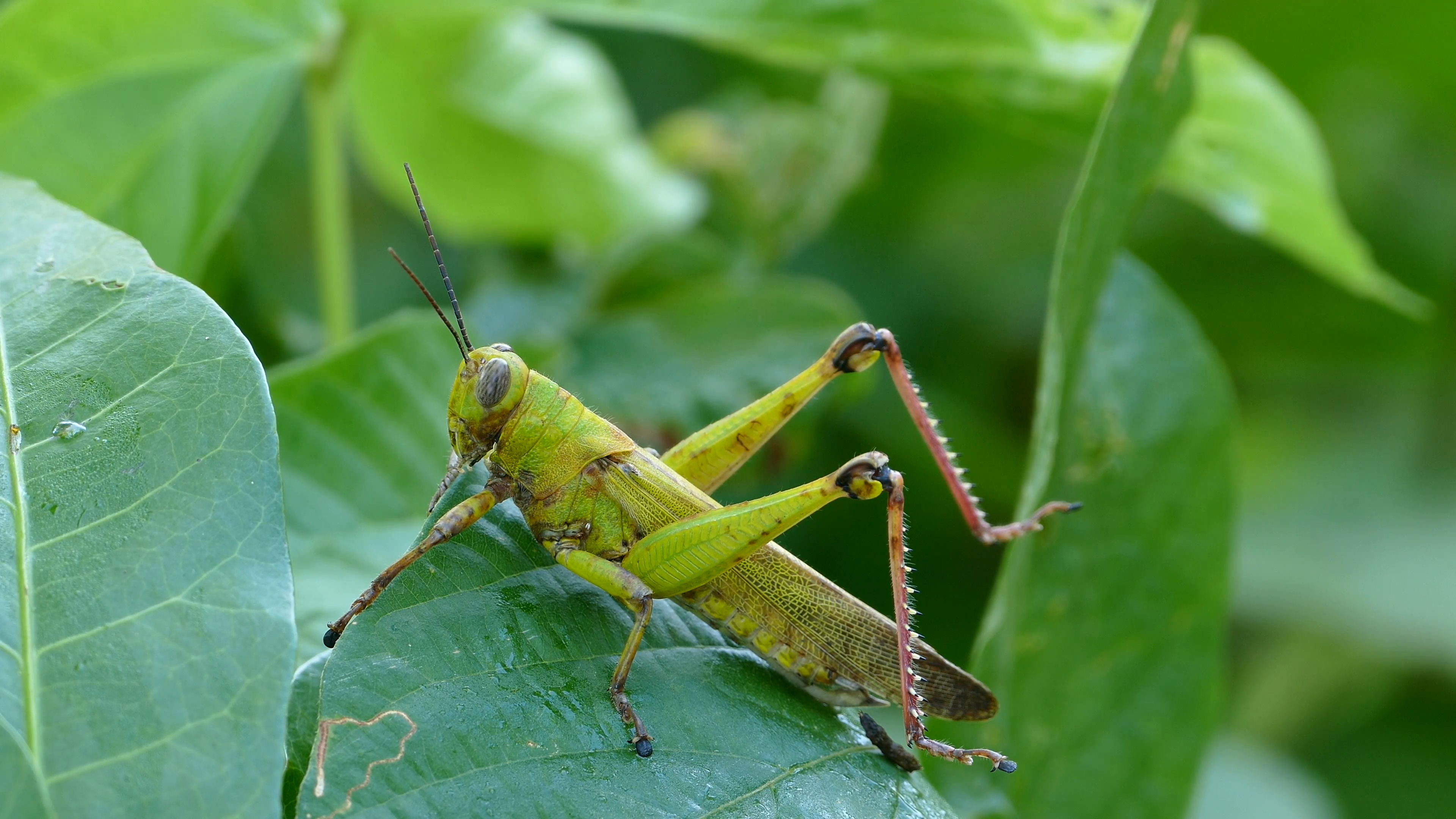 Green grasshopper cricket, Forest scenery, Free stock photo, Natural habitat, 3840x2160 4K Desktop