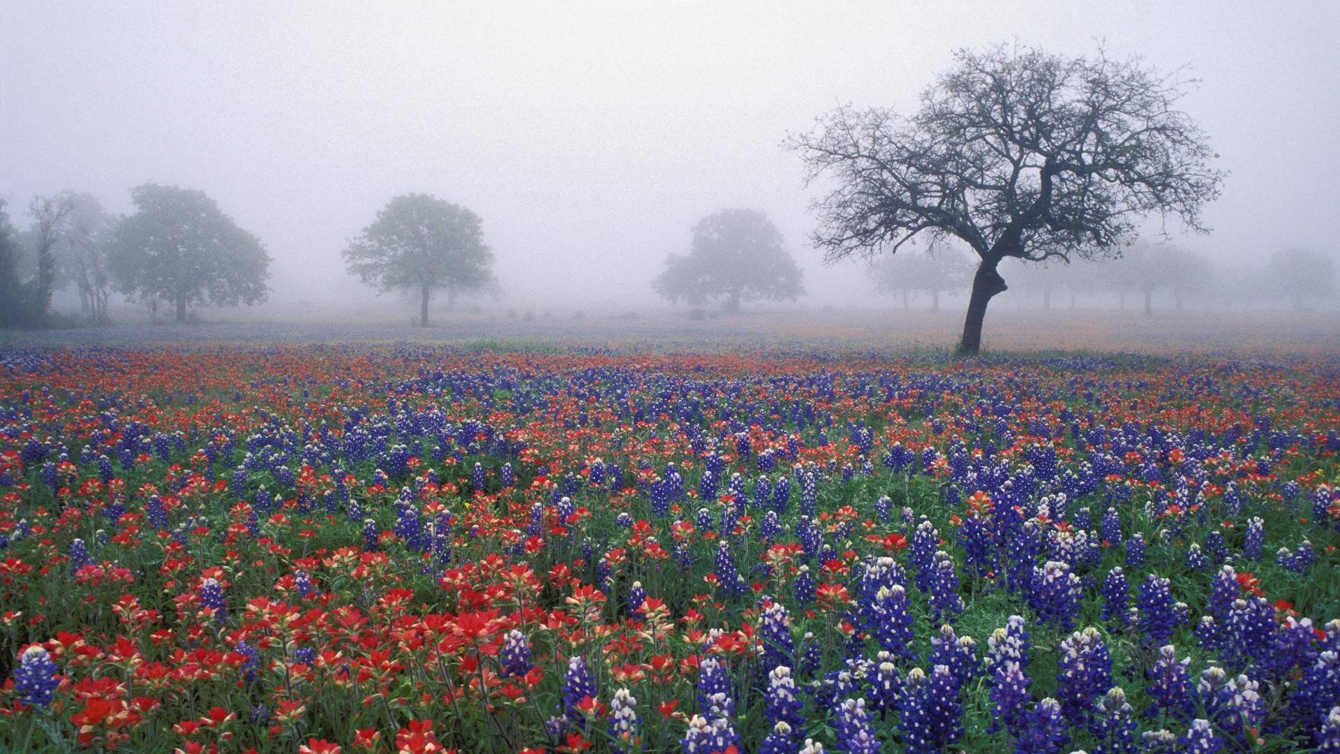 Texas Hill Country with Texas flag wallpaper, Patriotic pride, Texas beauty, Frontier spirit, 1920x1080 Full HD Desktop