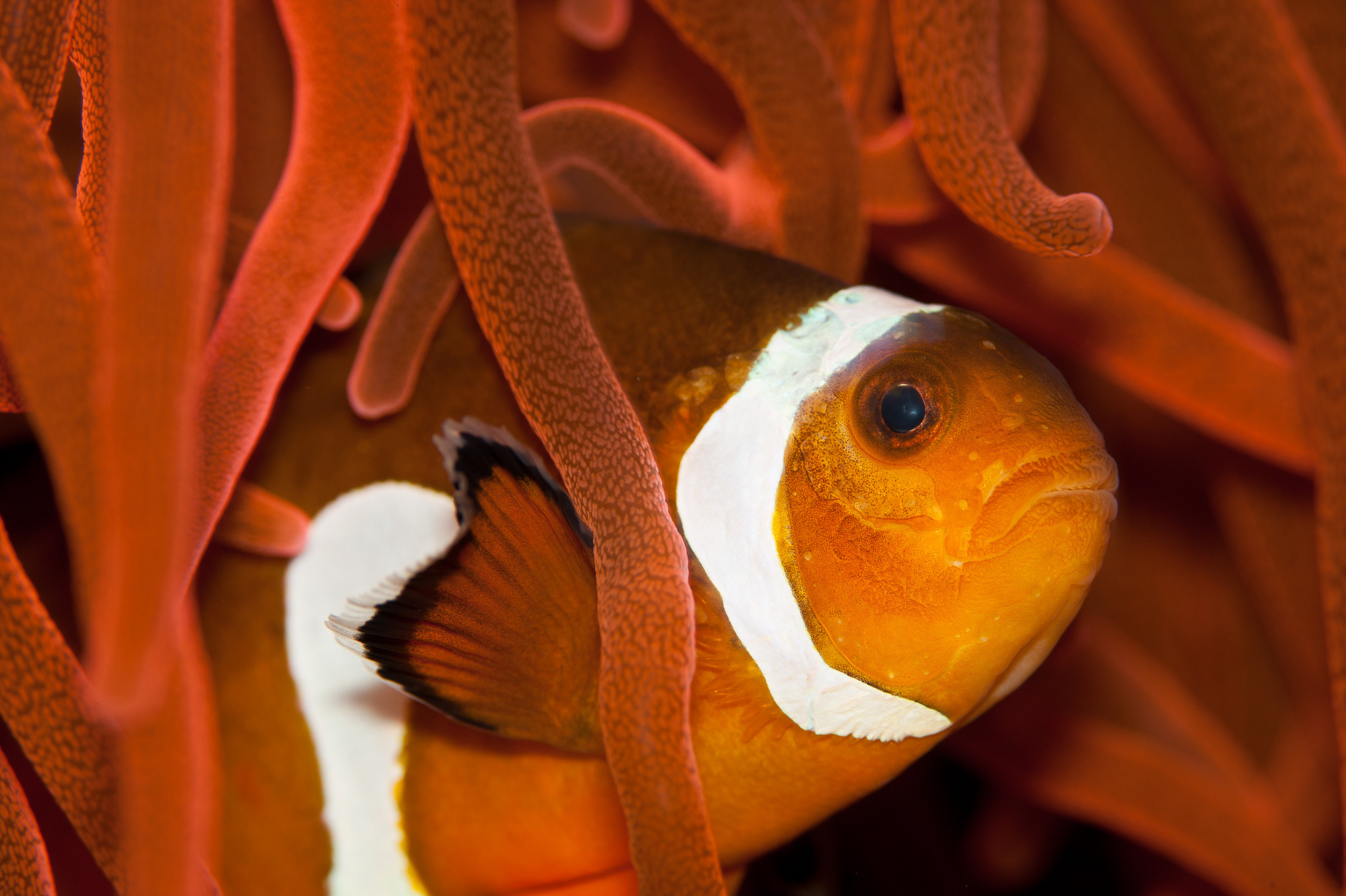 Various clownfish, HD wallpapers collection, Stunning marine beauty, Underwater wonder, 2050x1370 HD Desktop