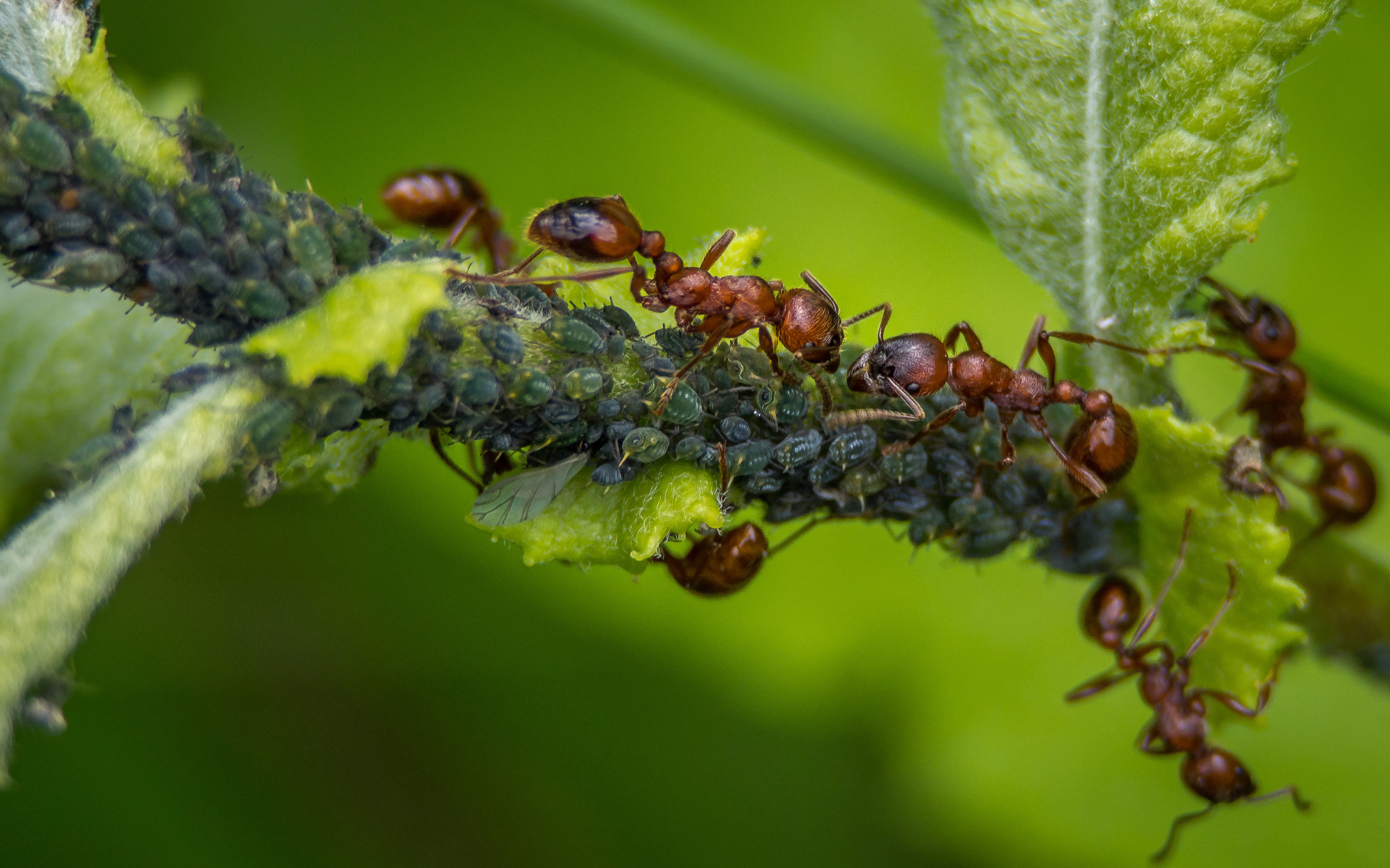 Red ant larvae, Insect breeding, HD wallpaper, Life in close-up, 3200x2000 HD Desktop