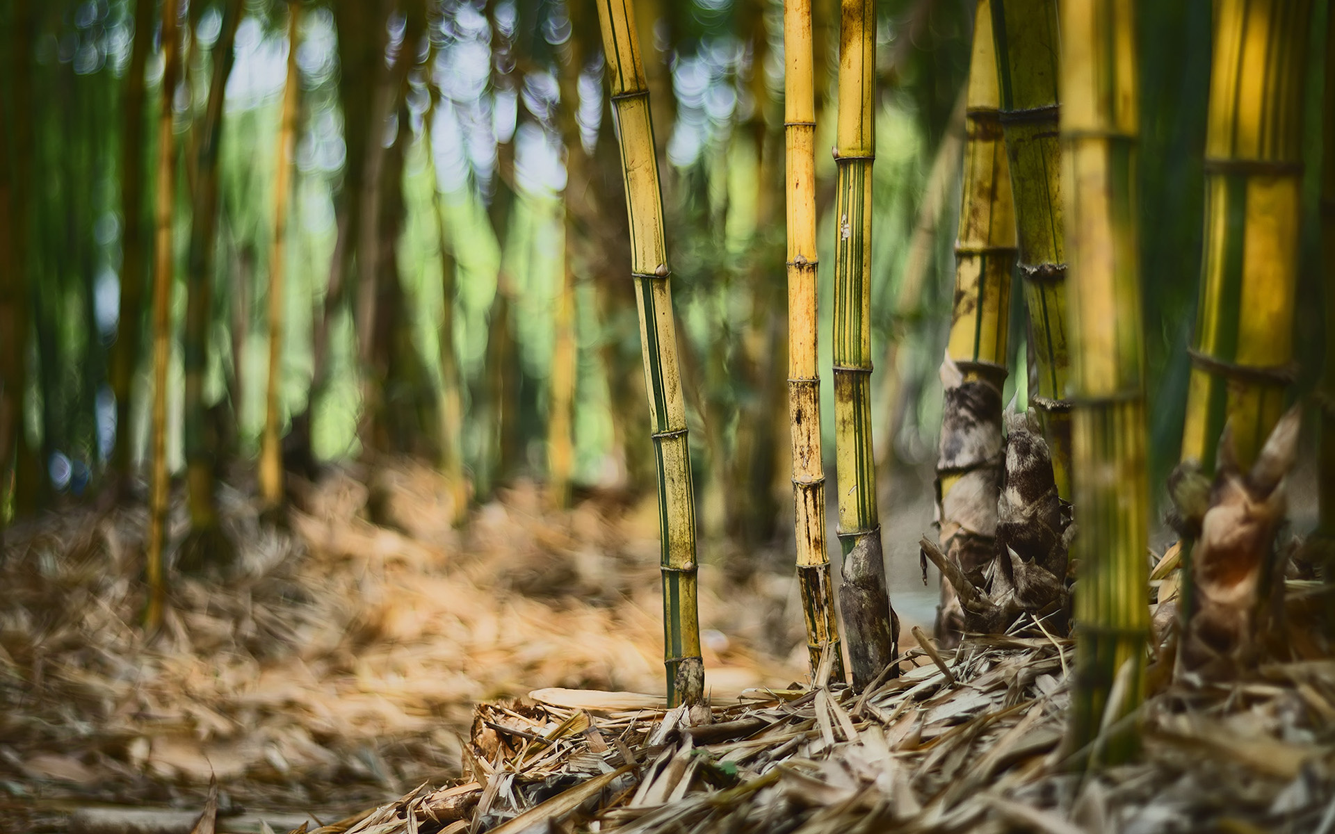 Bamboo: A tall grass that grows in hotter regions and that has hard hollow stems. 1920x1200 HD Background.