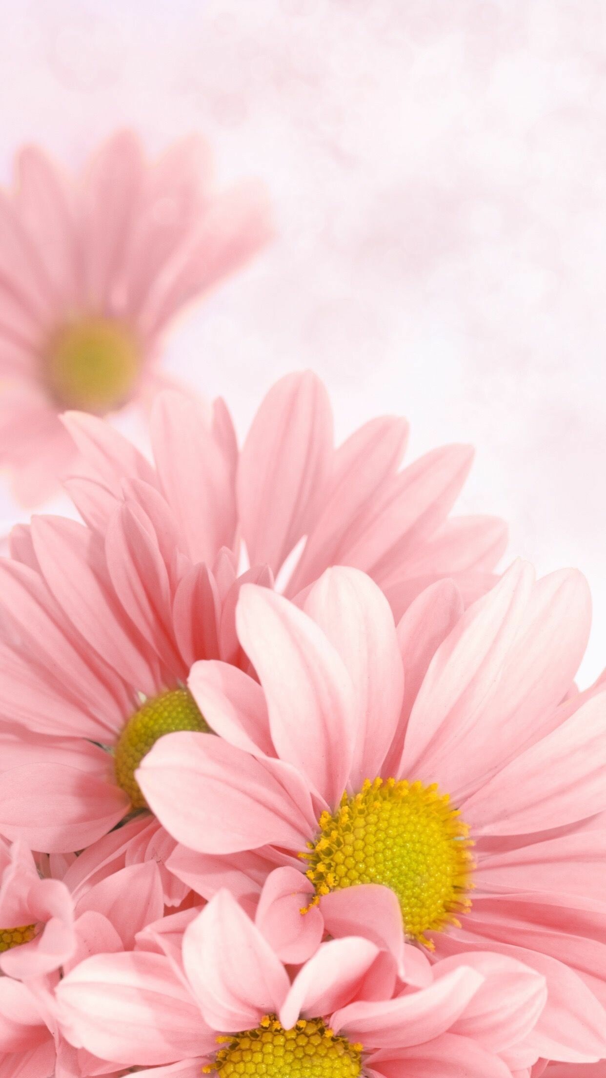 Daisy: Exuding freshness, happiness, and innocence, daisies are one of the most well-known flowers around the world. 1250x2210 HD Wallpaper.
