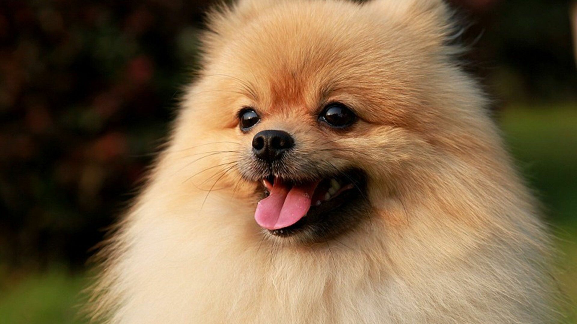 Pomeranian: Spitz, A compactly built dog with a foxlike head and small erect ears. 1920x1080 Full HD Background.
