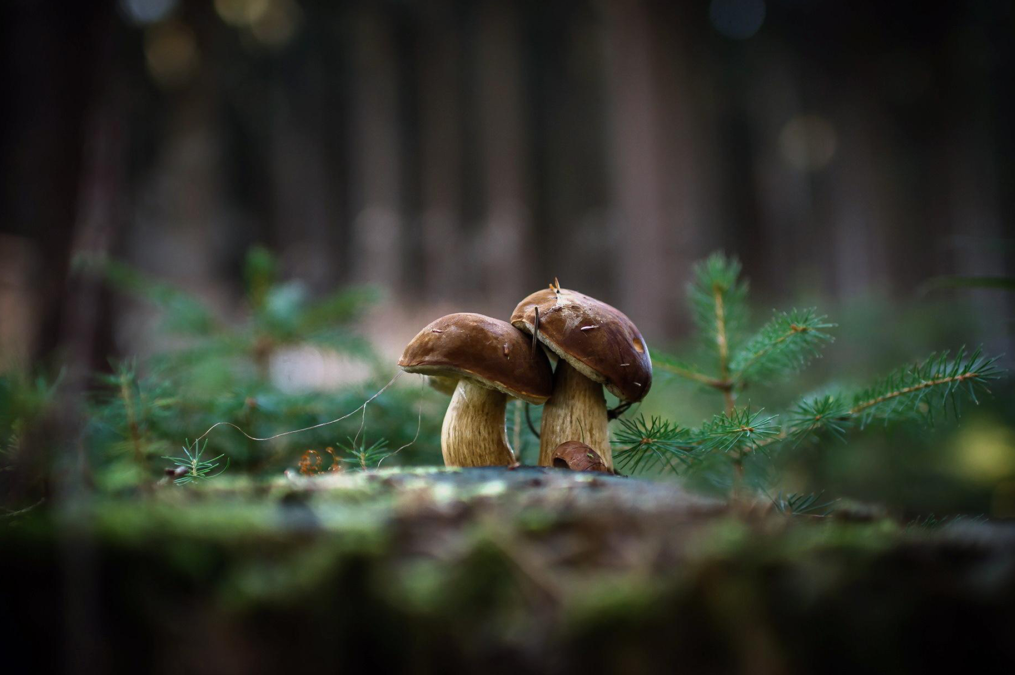 Mushrooms HD wallpapers, Nature background, Full HD, Free download, 2050x1370 HD Desktop