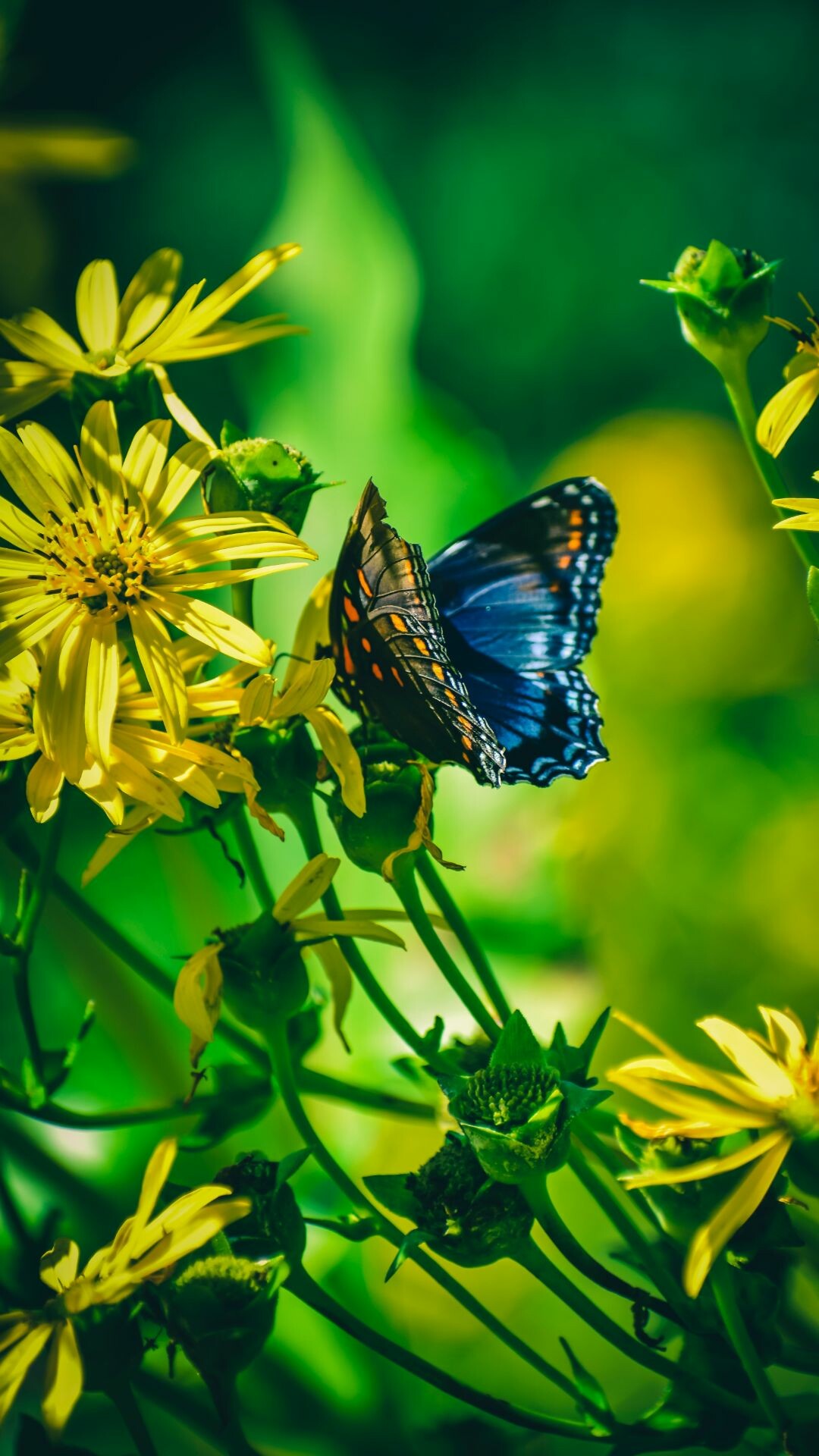 Butterfly: Butterflies are very important to many plants that are dependent upon flower-visiting insects for cross-pollination. 1080x1920 Full HD Wallpaper.