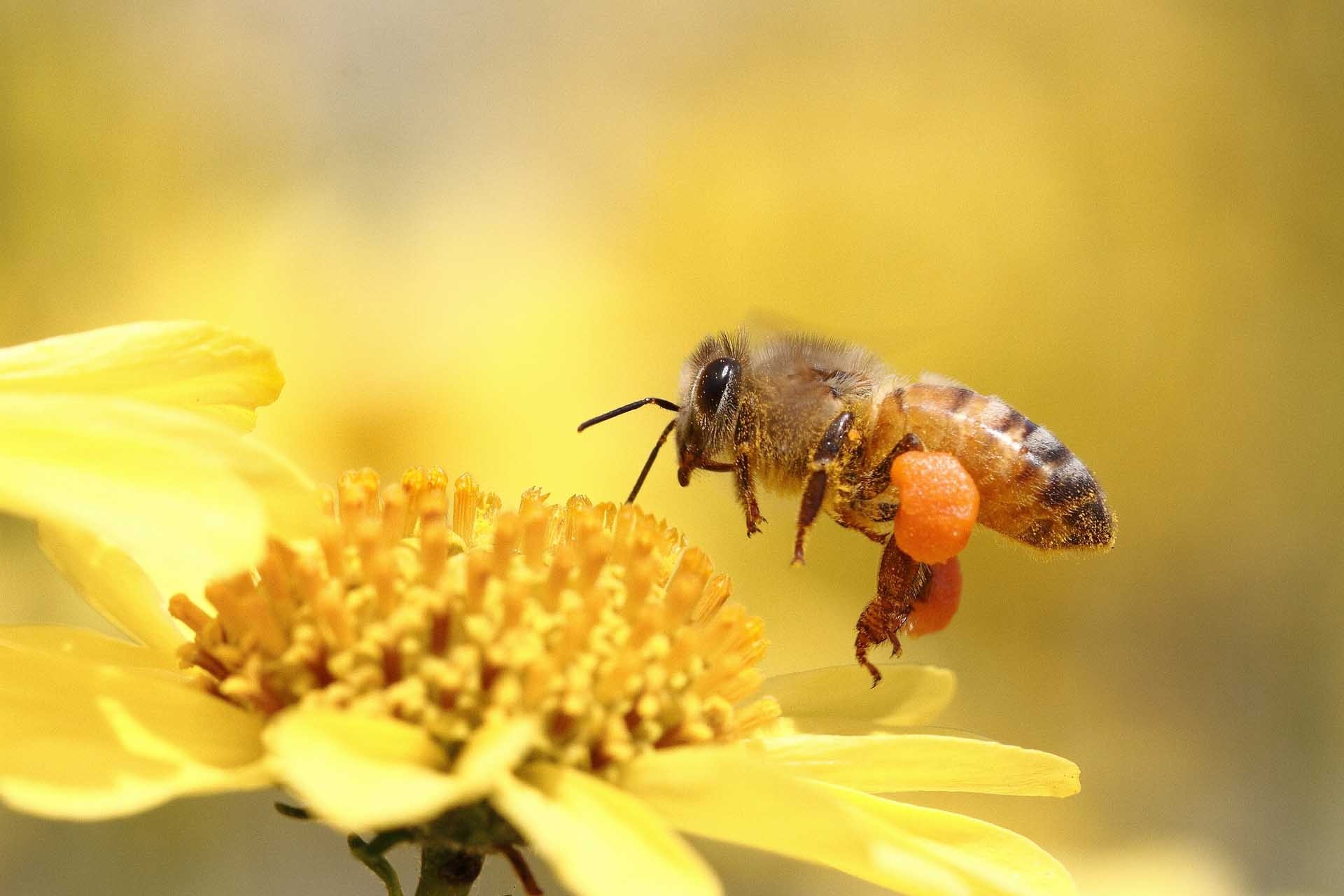 Bee: Female honeybees carry pollen in corbiculae, pollen baskets, located on the bees' back legs. 1920x1280 HD Wallpaper.