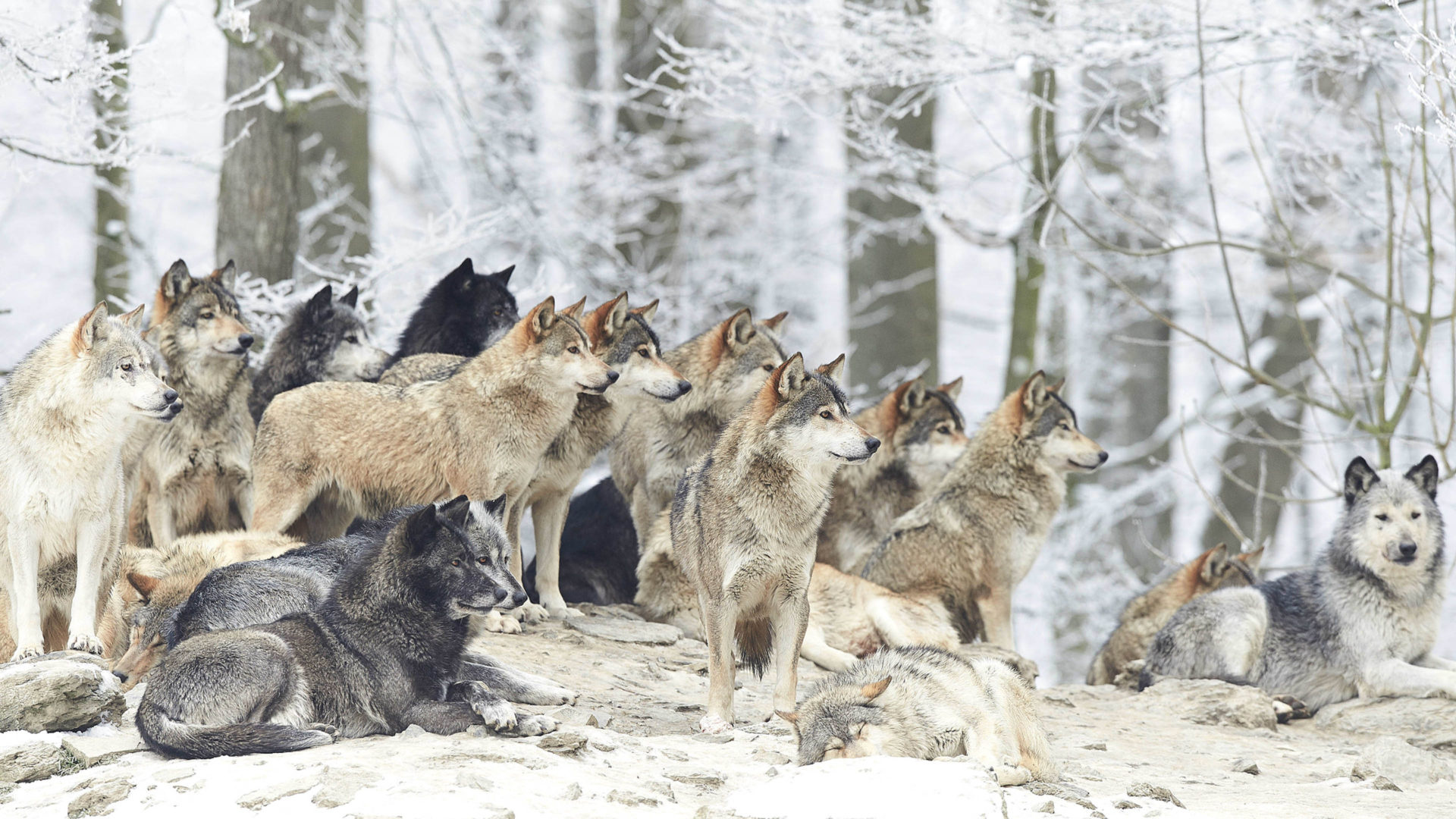 Wolves, Winter scenery, Group dynamics, Nature's spectacle, 1920x1080 Full HD Desktop